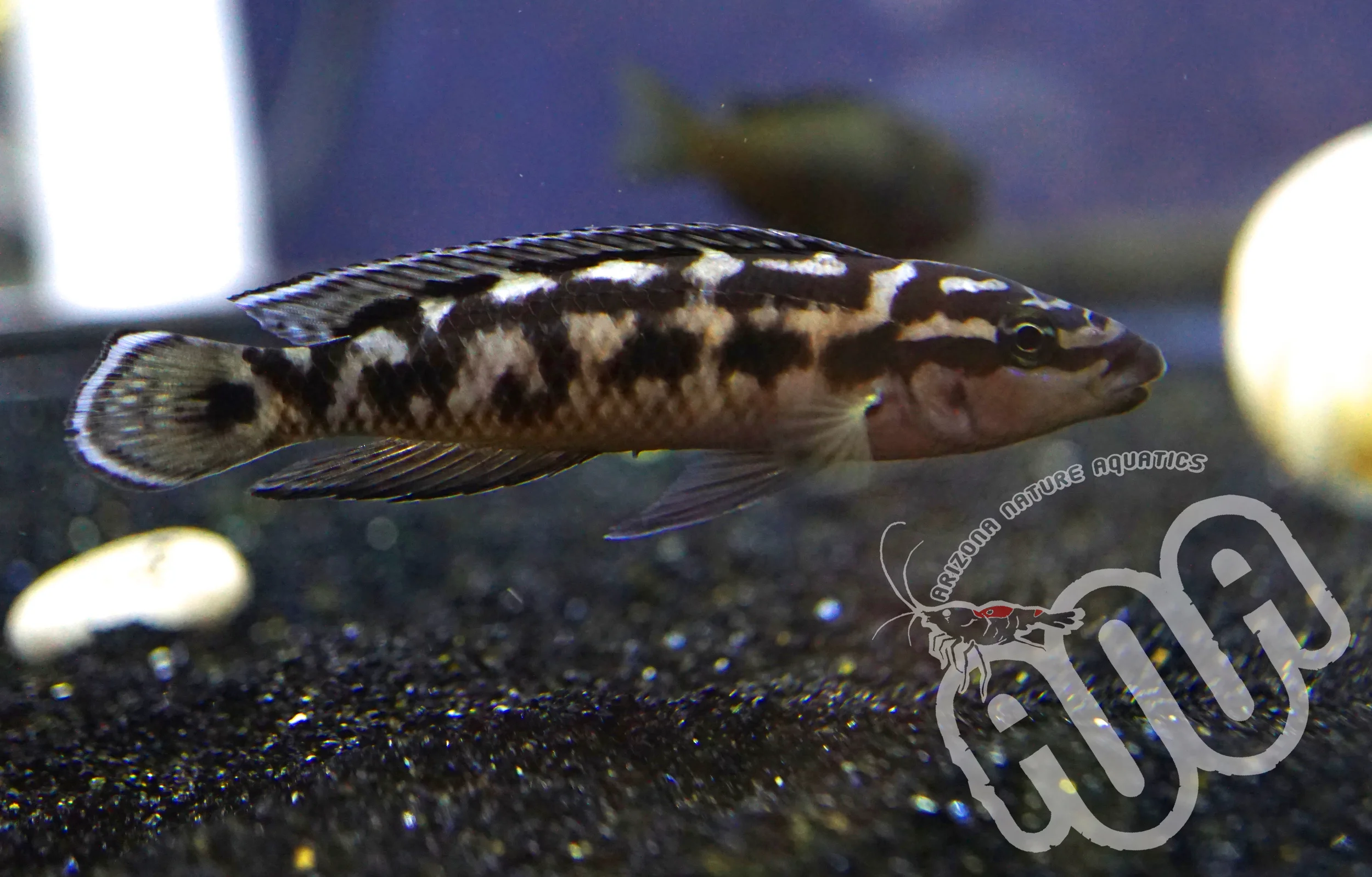 Masked Julidochromis.jpg