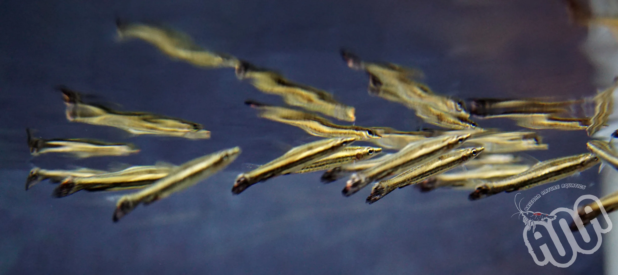 Eques Pencil Fish.jpg