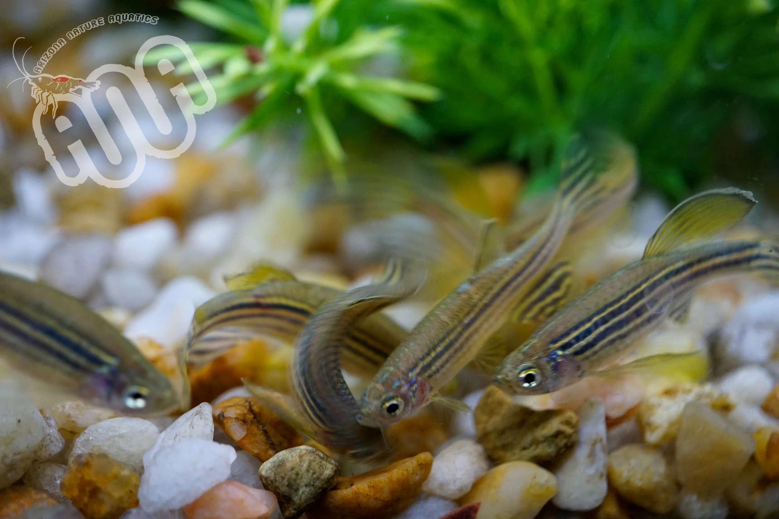 Longfin Zebra Danio.jpg