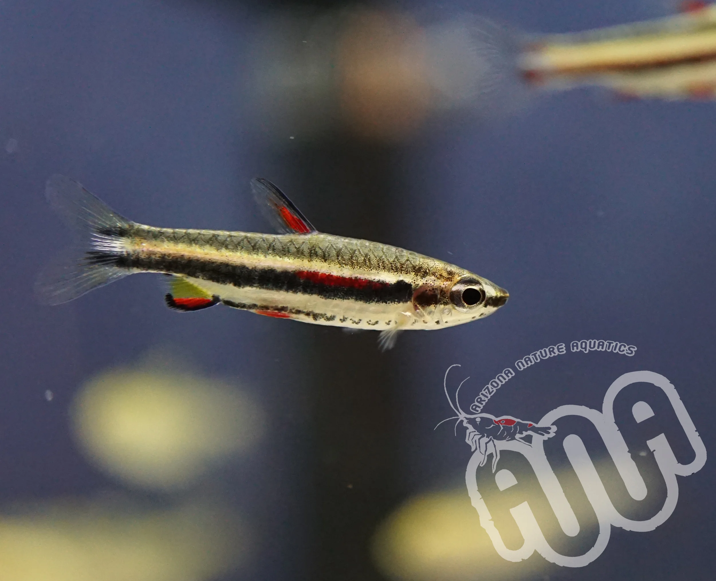 Marginatus Pencil.jpg