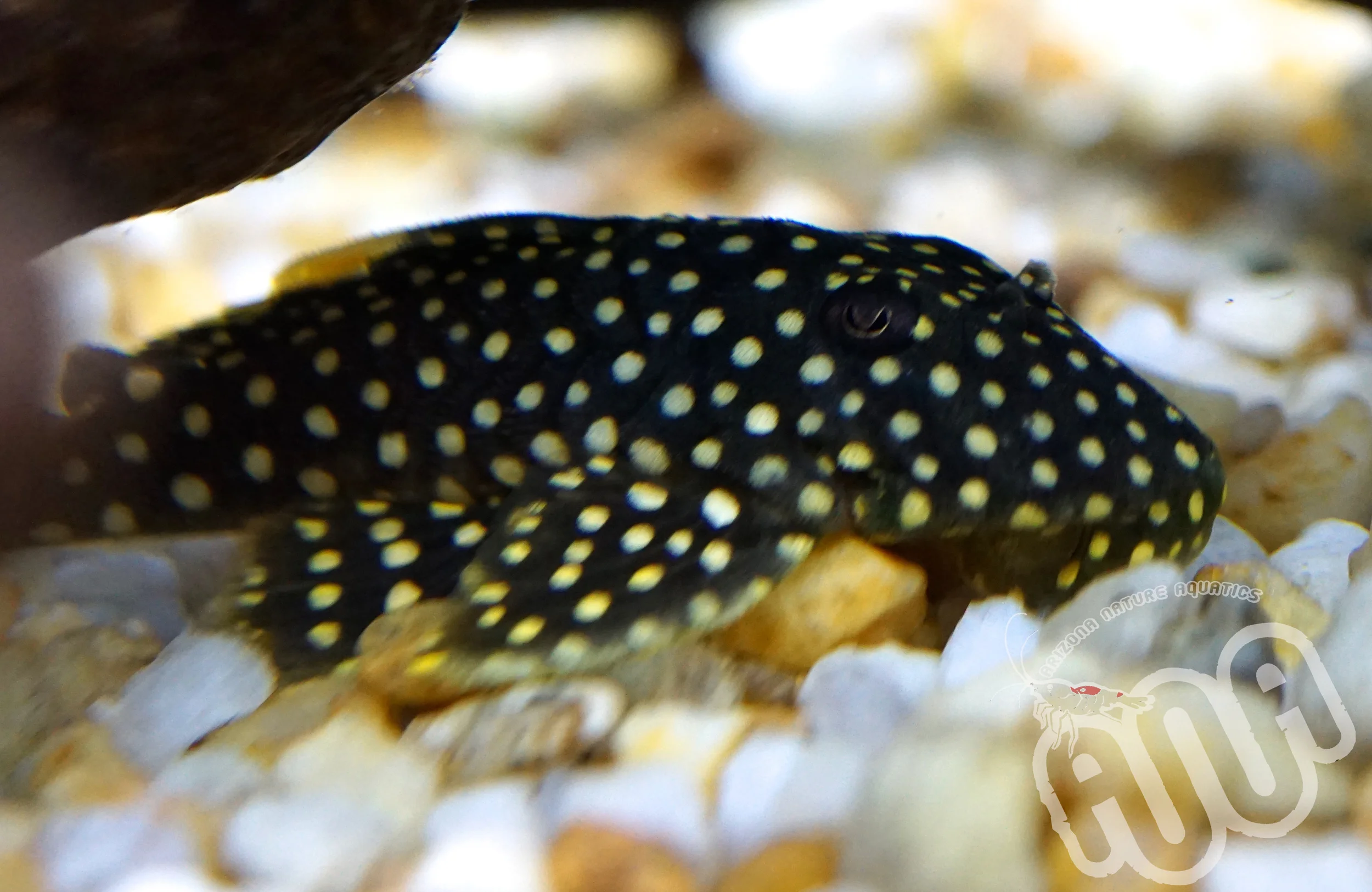 Gold Nugget Pleco.jpg