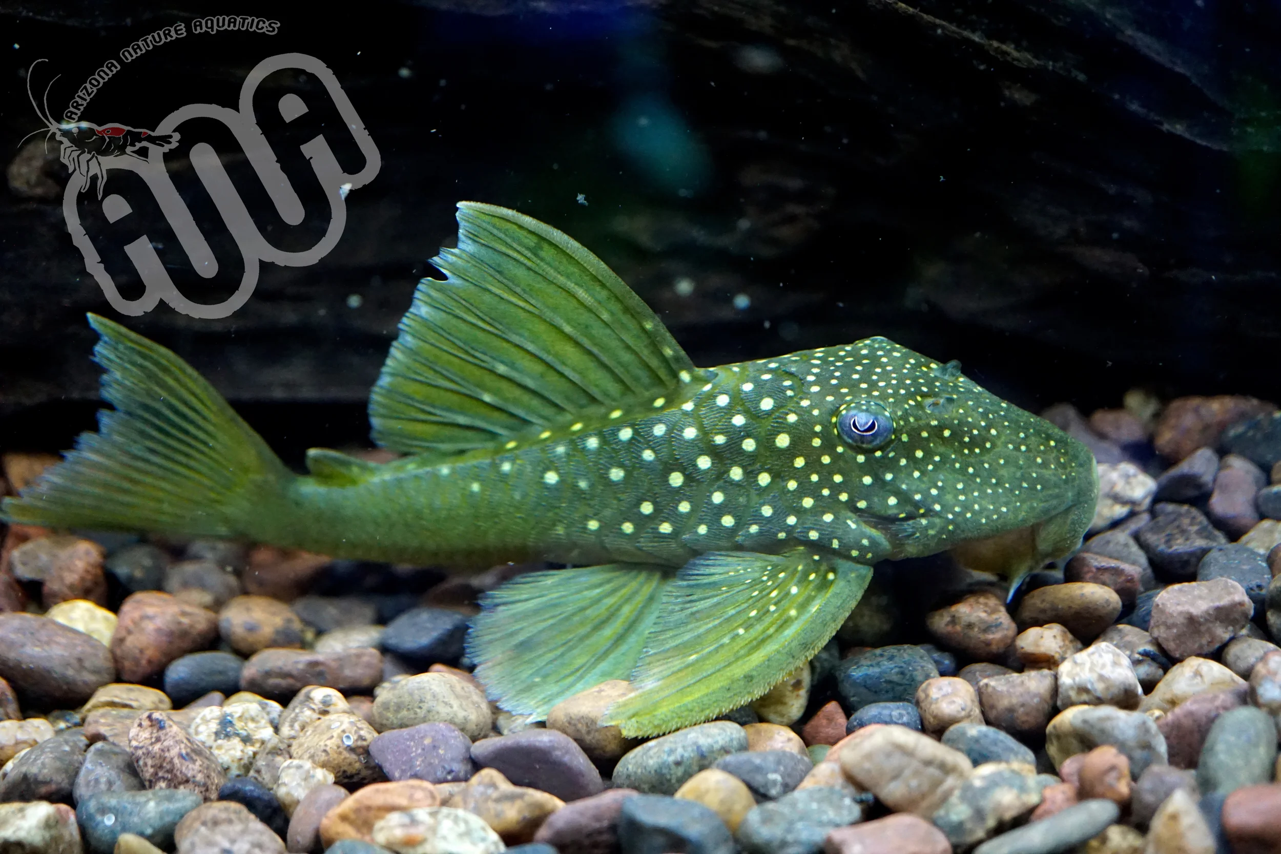 Green Phantom Pleco.jpg