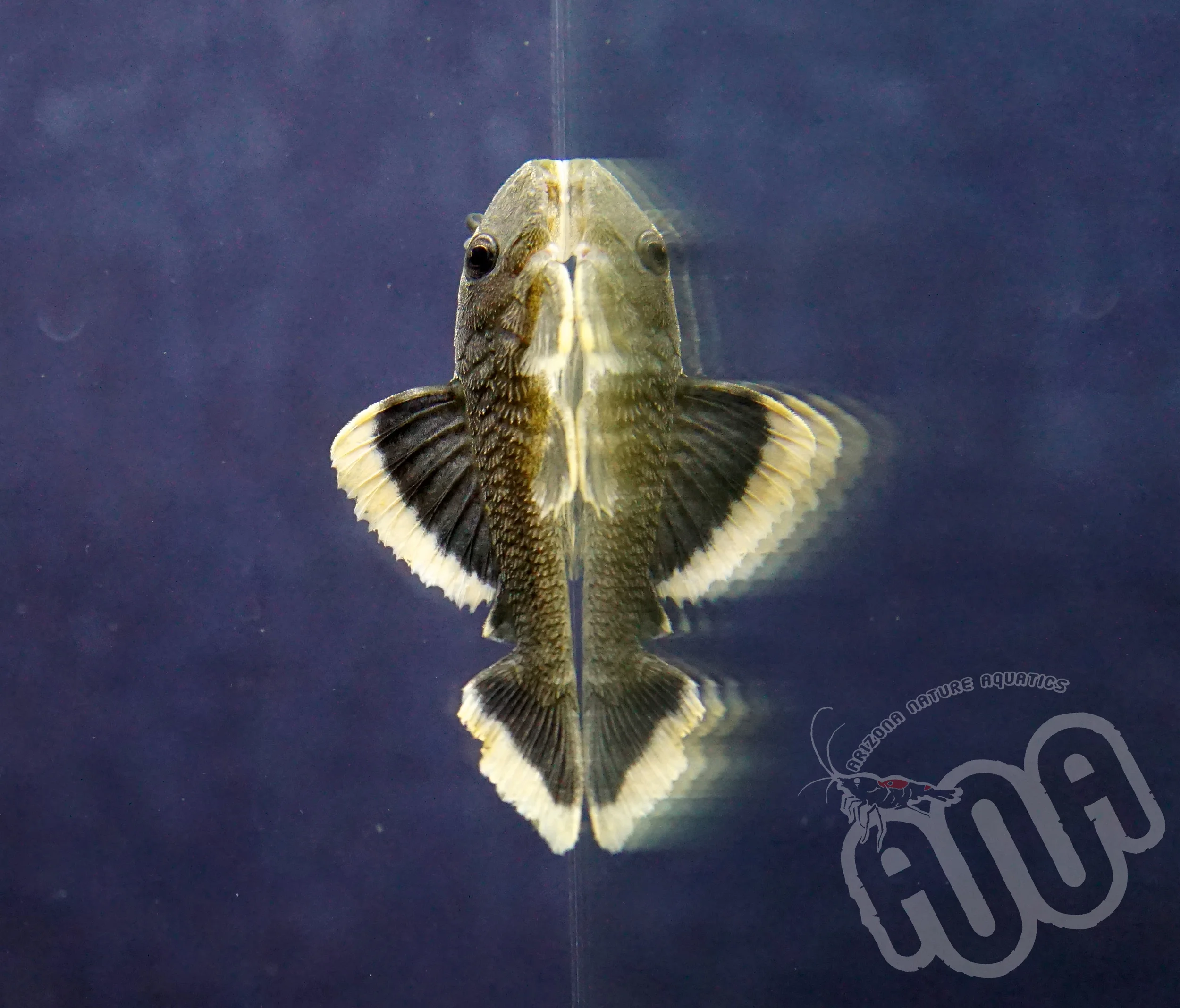 Magno Pleco.jpg