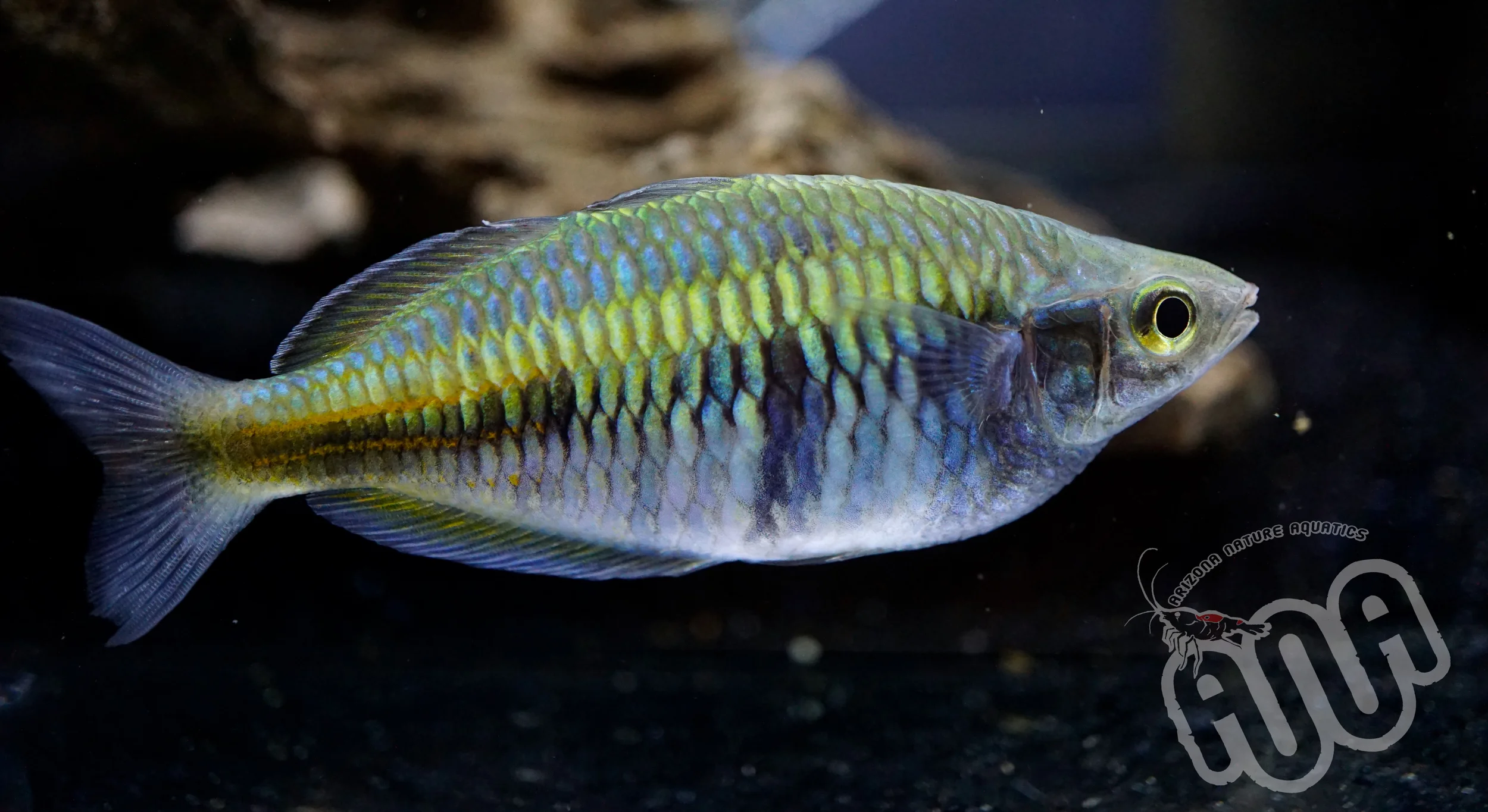 Blue Boesemani rainbow.jpg
