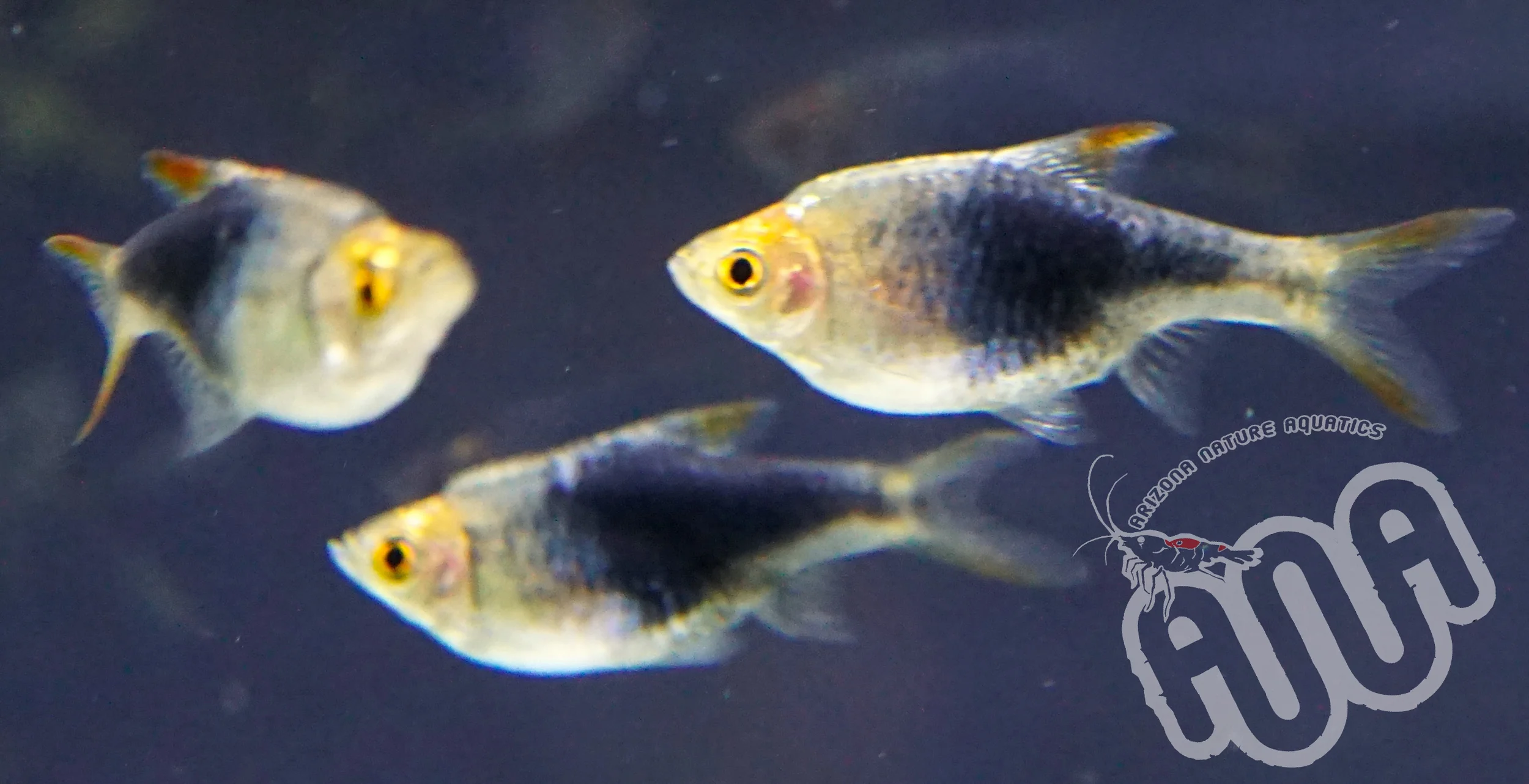 Back Heteromorpha Rasbora.jpg