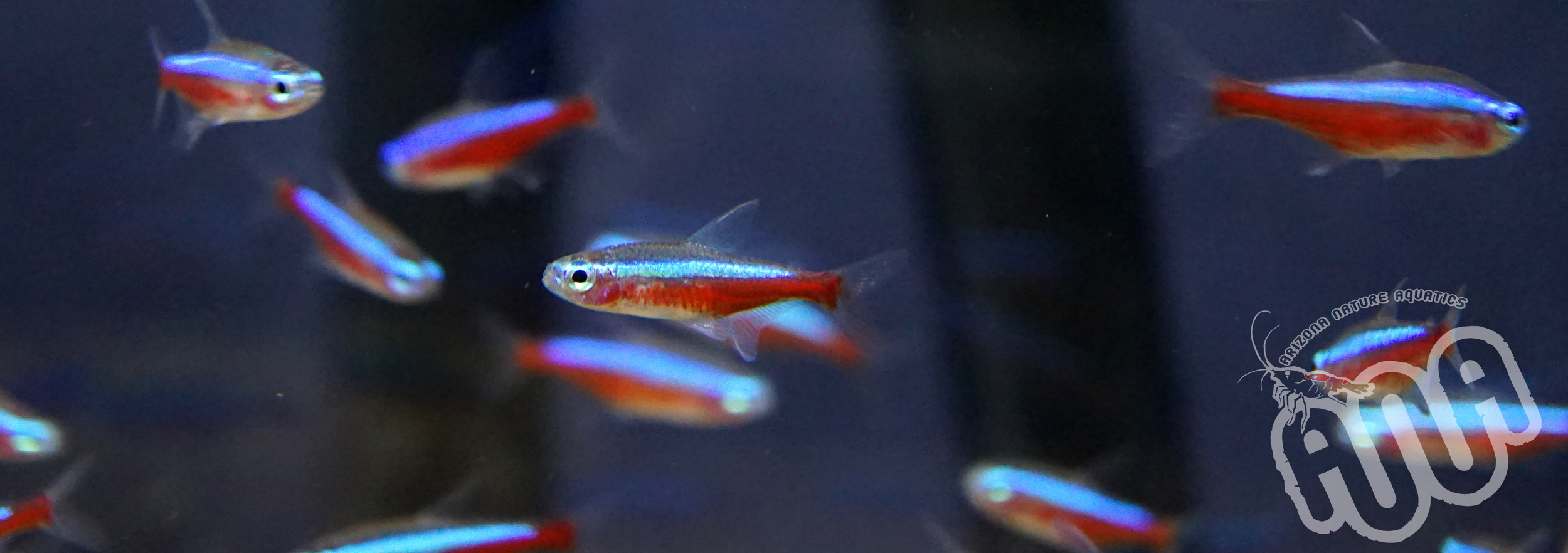 Cardinal Tetra.jpg