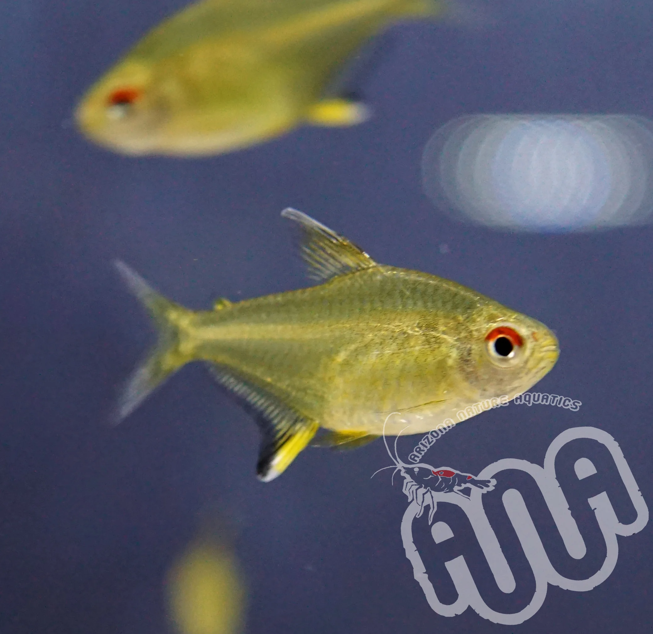 Lemon Tetra.jpg