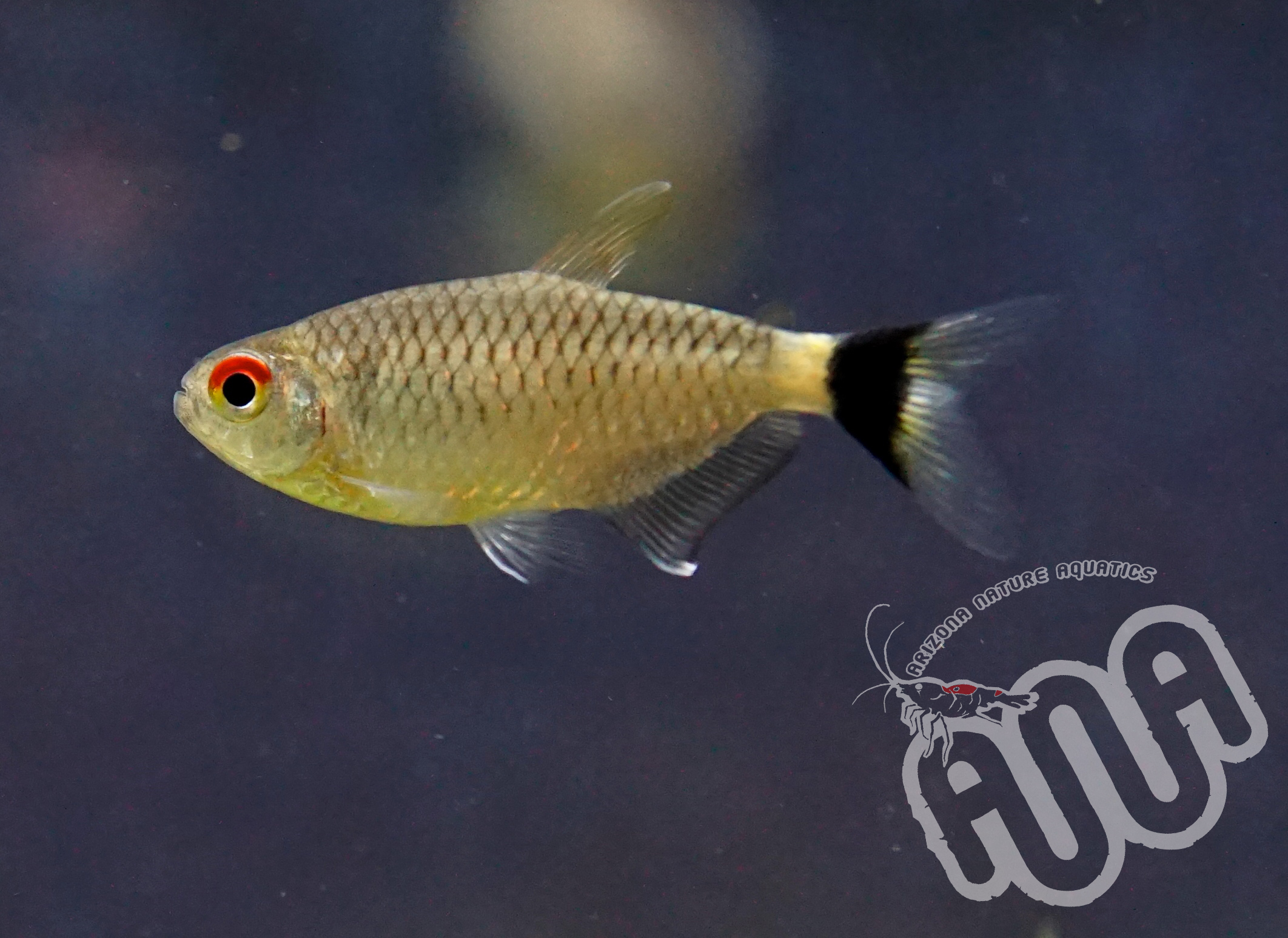 Monk Tetra2.jpg
