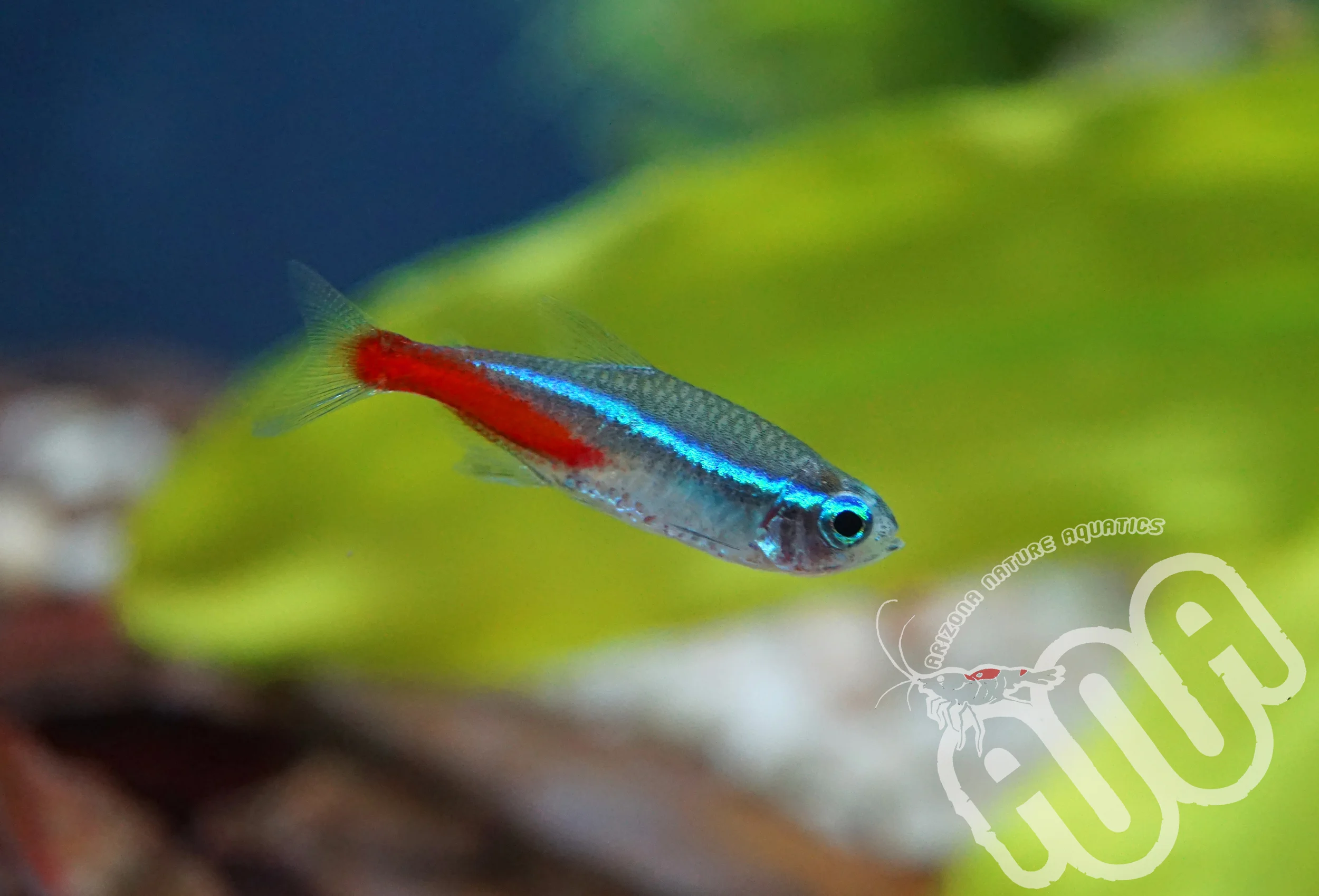 Neon Tetra.jpg