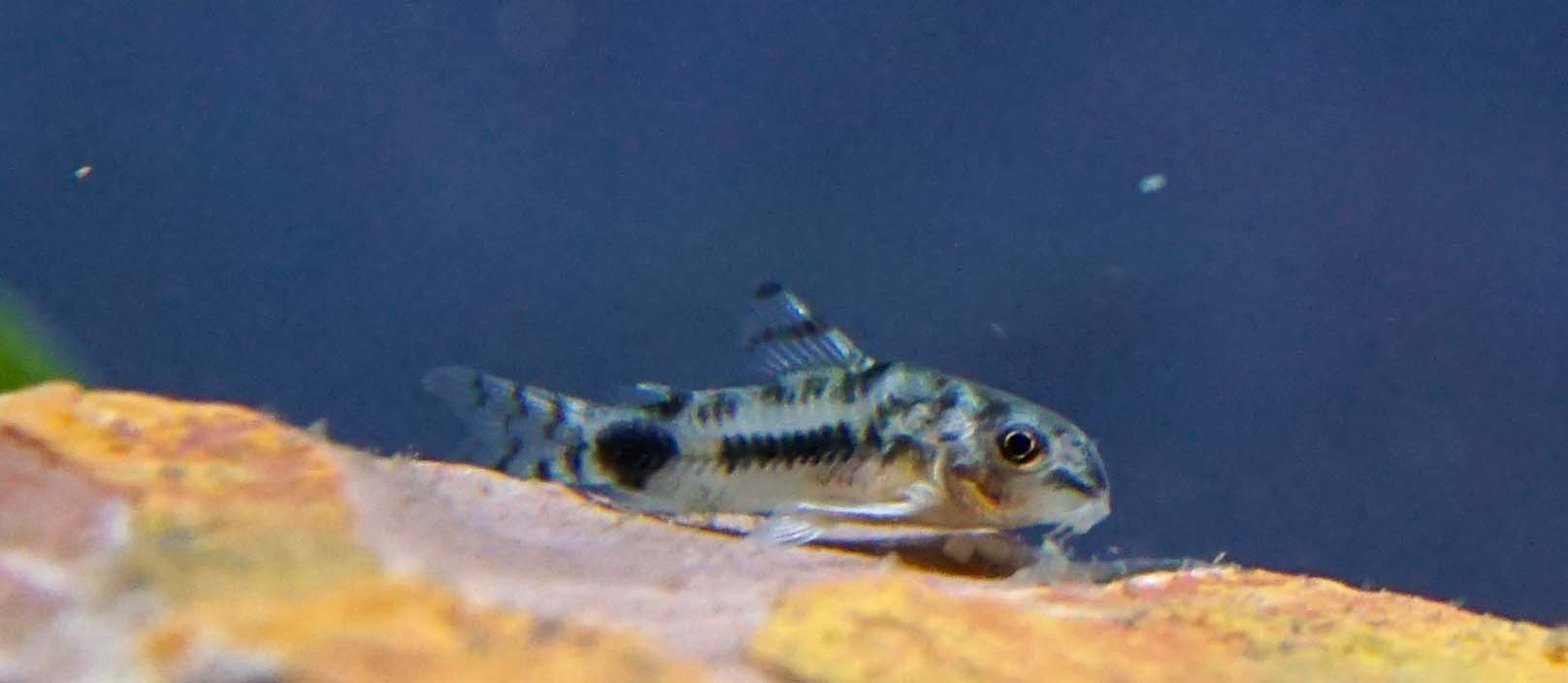 Habrosus Corydora