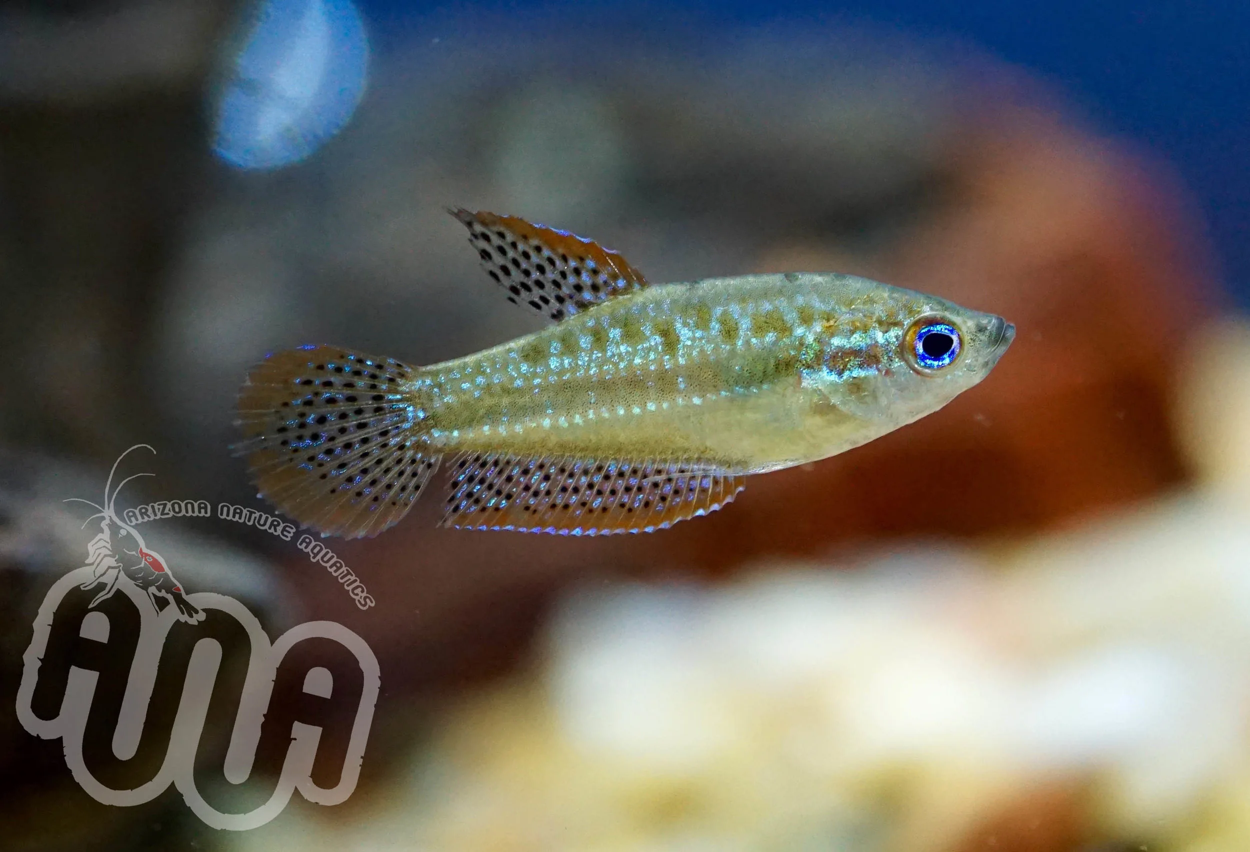 Sparkling Gourami copy.jpg