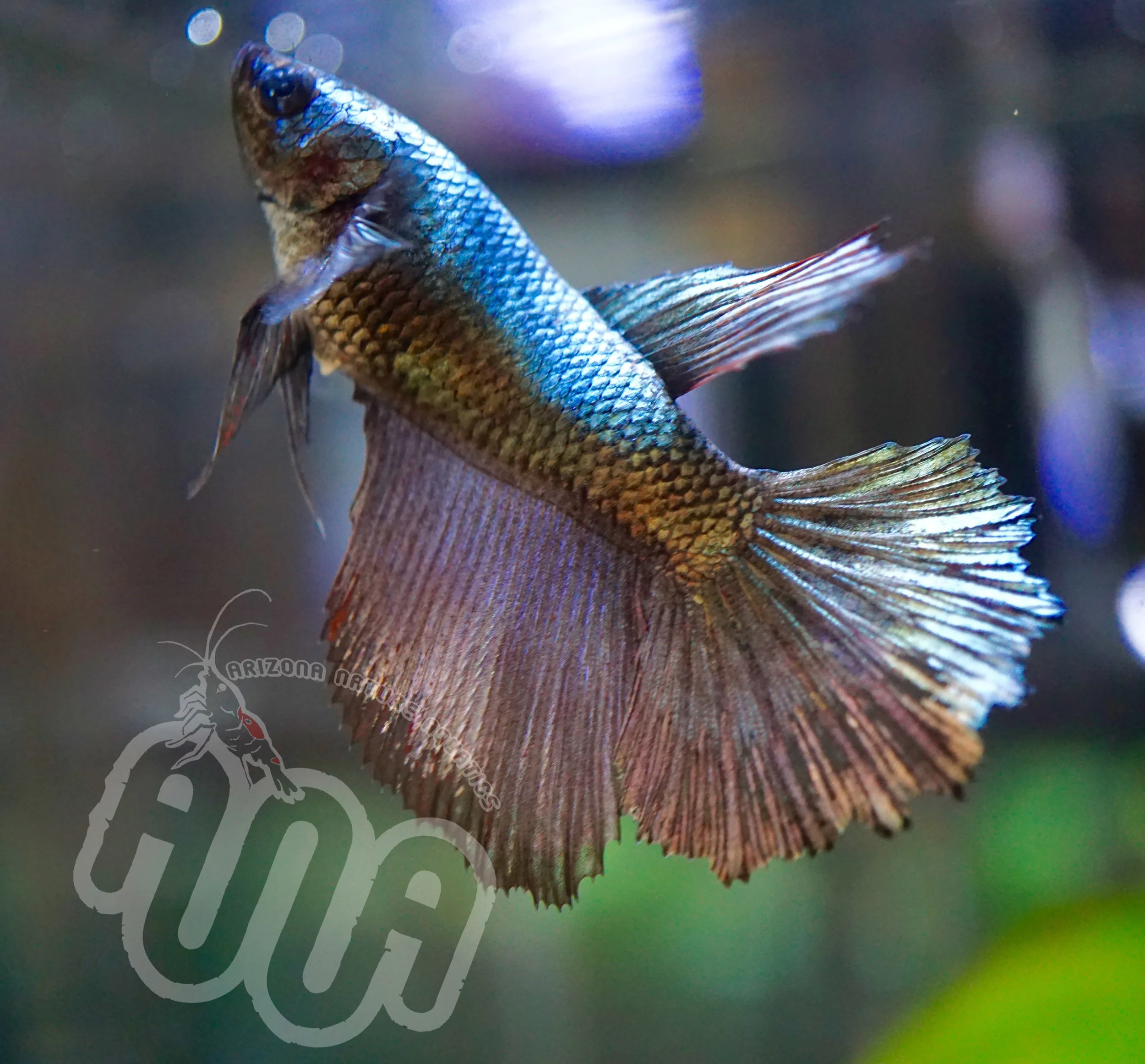Metalic Female Betta.jpg