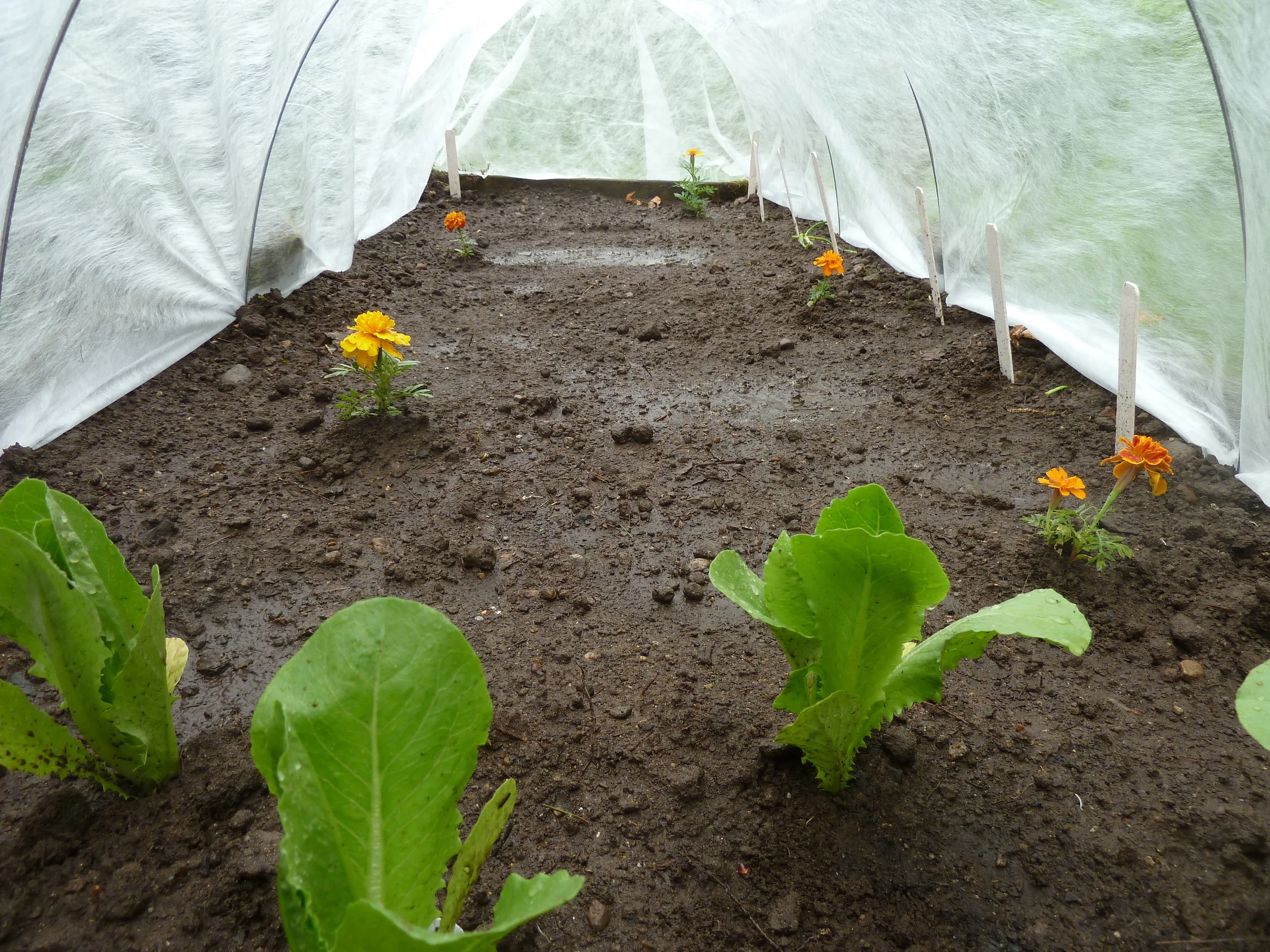 inside tented garden.JPG