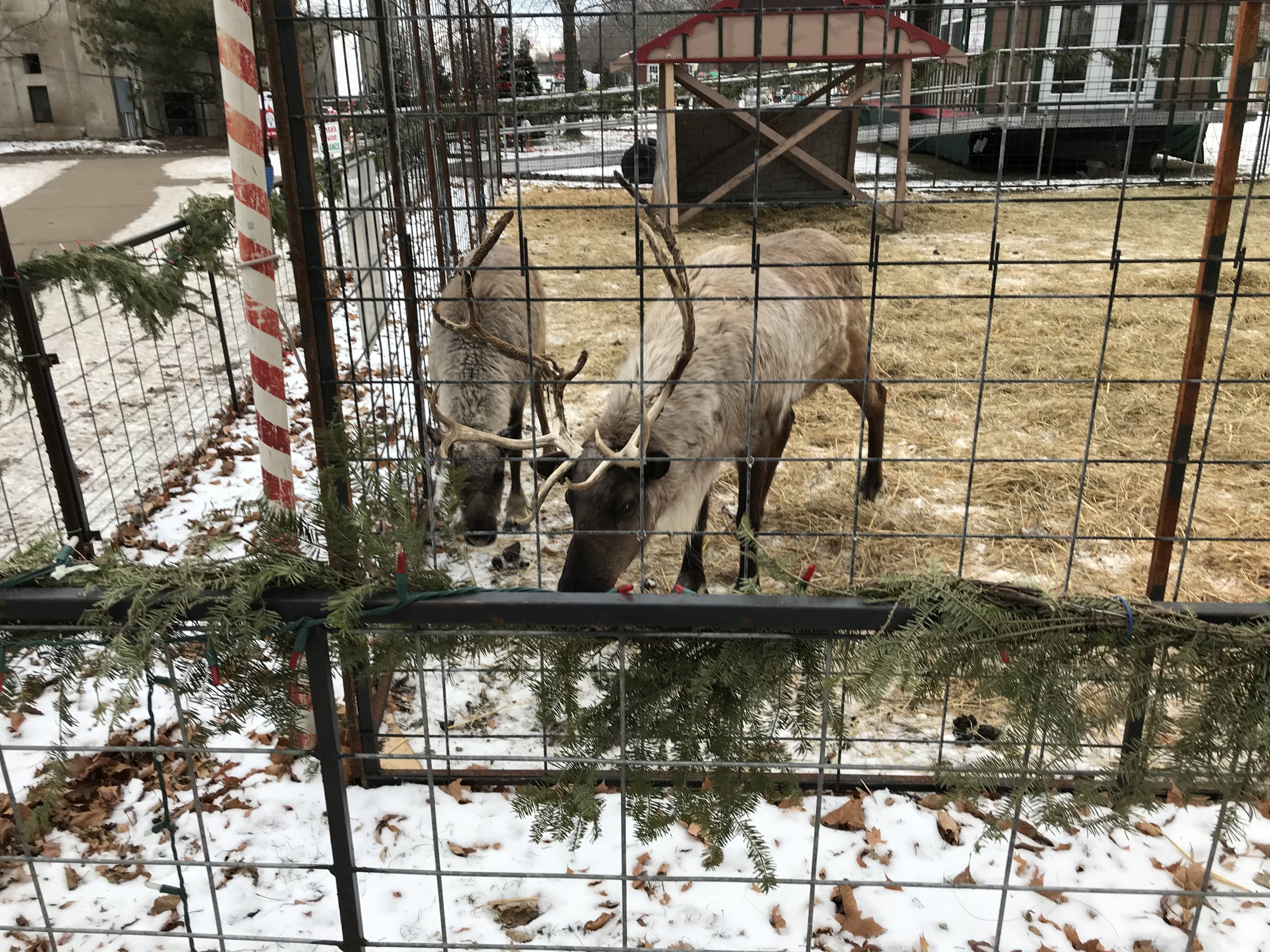 Holiday decorations in the park - La Crosse, WI - Live reindeer 