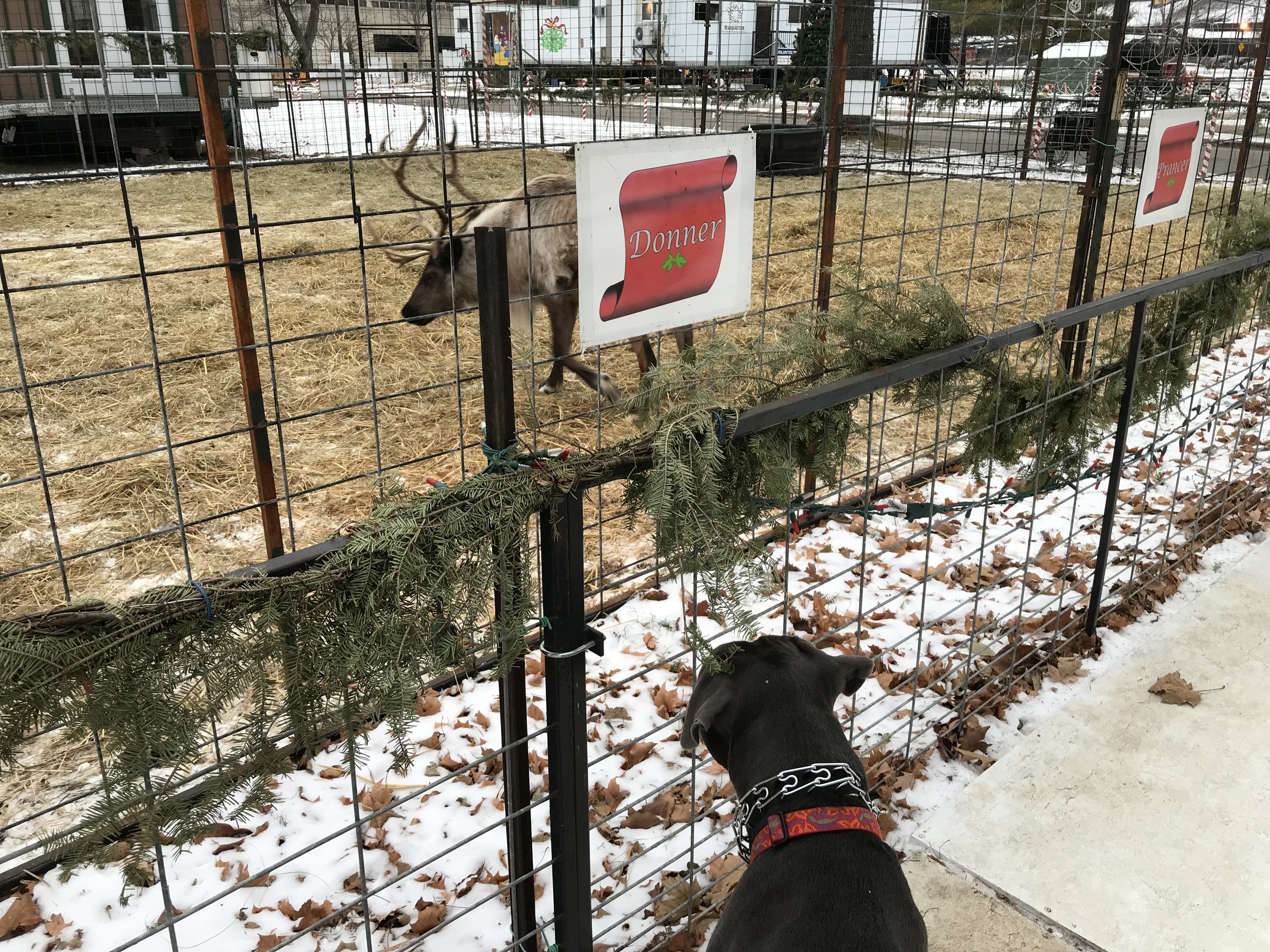 Holiday decorations in the park - La Crosse, WI - Live reindeer 
