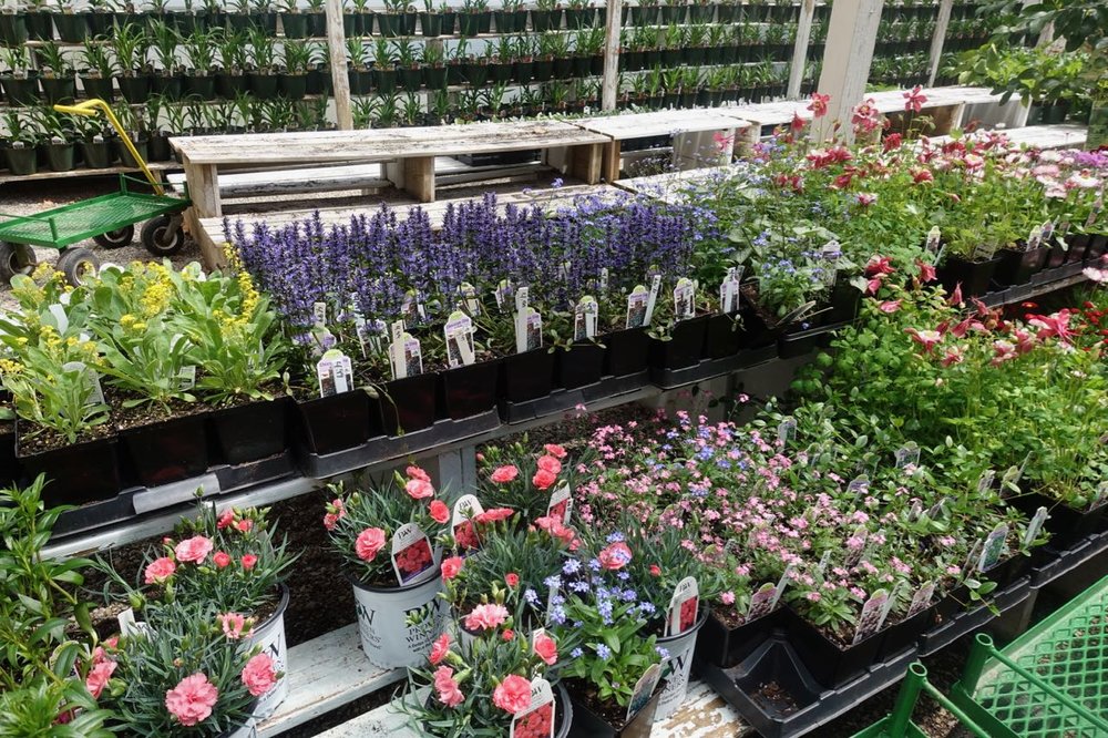 A selection of garden decorations, hanging baskets, perennials, annuals, houseplants and more.