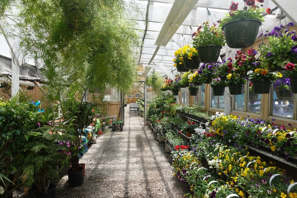 A selection of garden decorations, hanging baskets, perennials, annuals, houseplants and more.