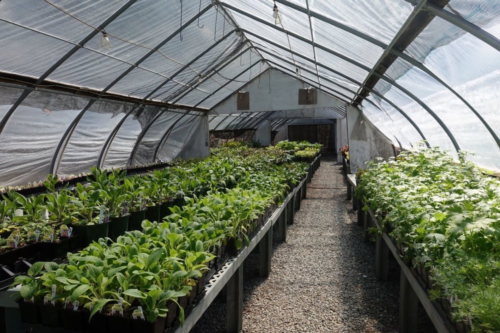 The many greenhouses, indoor and outdoor spaces, turtle/frog/koi ponds at the House By The Side of the Road in Wilton, NH.