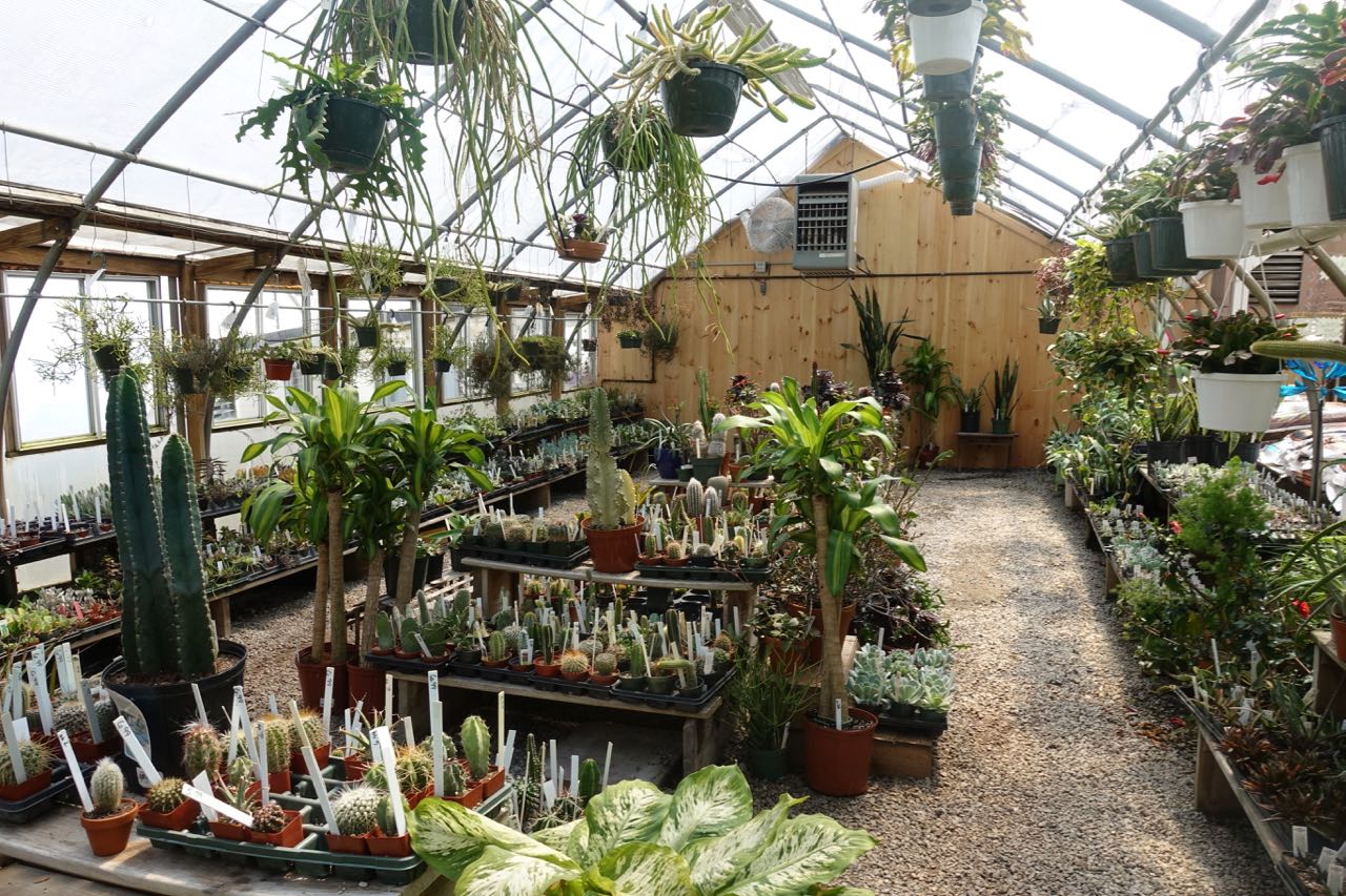 The many greenhouses, indoor and outdoor spaces, turtle/frog/koi ponds at the House By The Side of the Road in Wilton, NH.