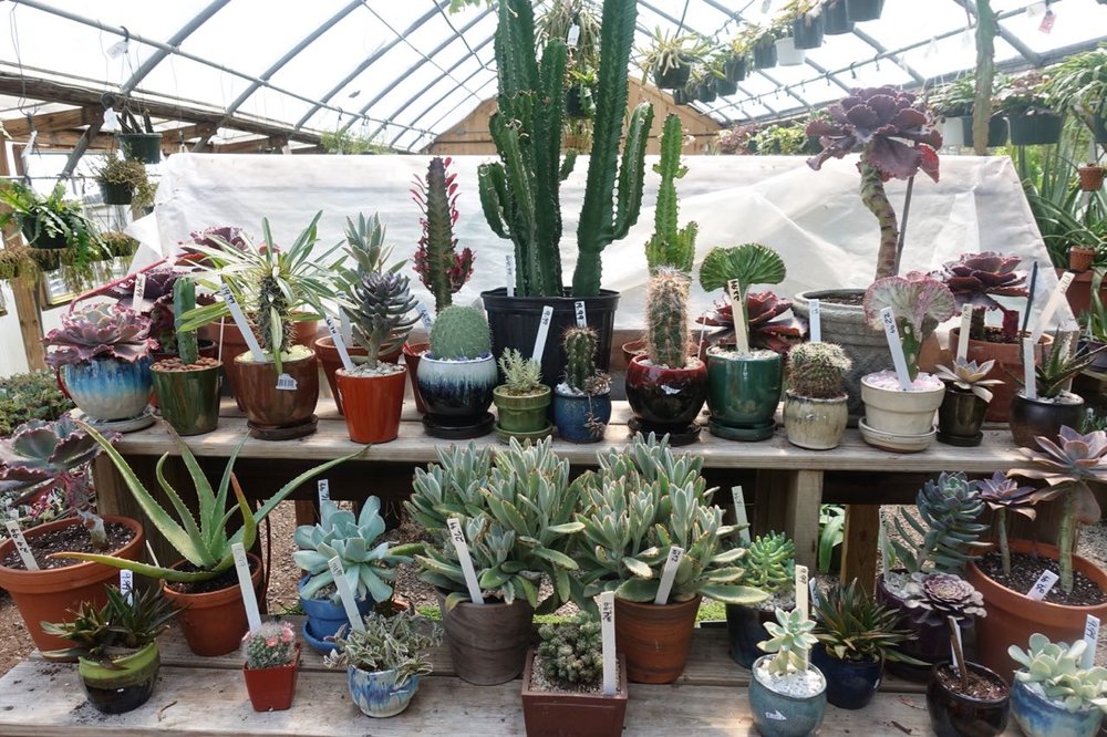 The many greenhouses, indoor and outdoor spaces, turtle/frog/koi ponds at the House By The Side of the Road in Wilton, NH.