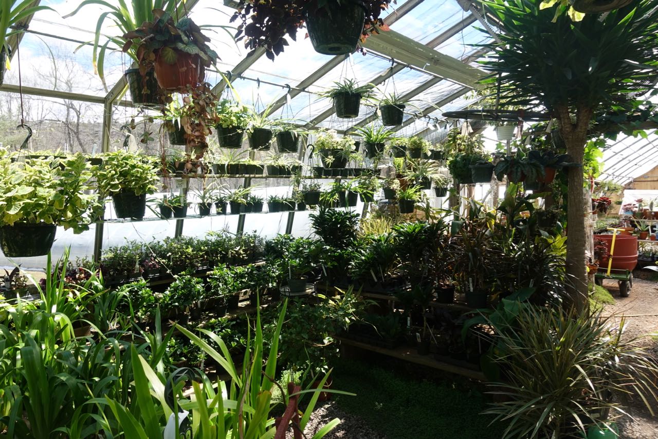 The many greenhouses, indoor and outdoor spaces, turtle/frog/koi ponds at the House By The Side of the Road in Wilton, NH.