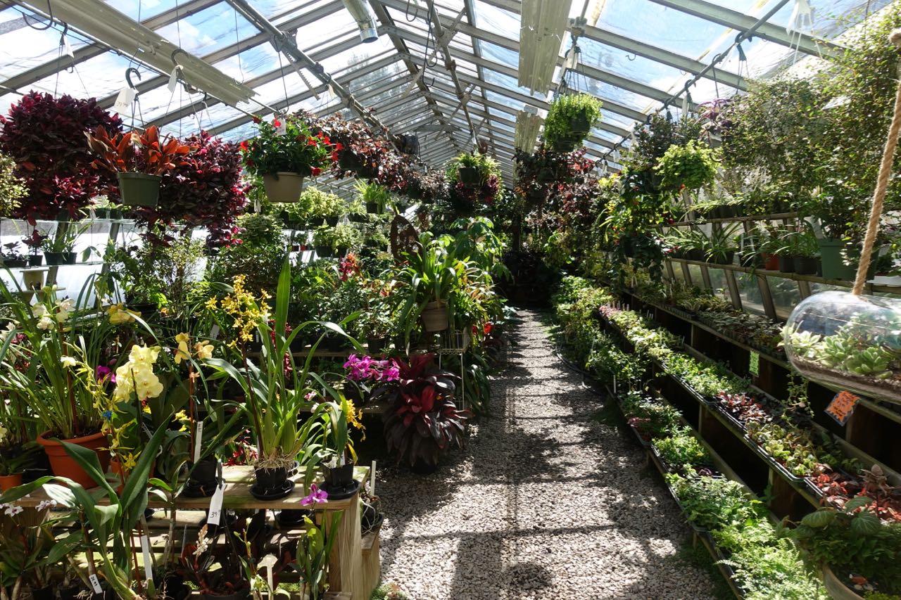 The many greenhouses, indoor and outdoor spaces, turtle/frog/koi ponds at the House By The Side of the Road in Wilton, NH.