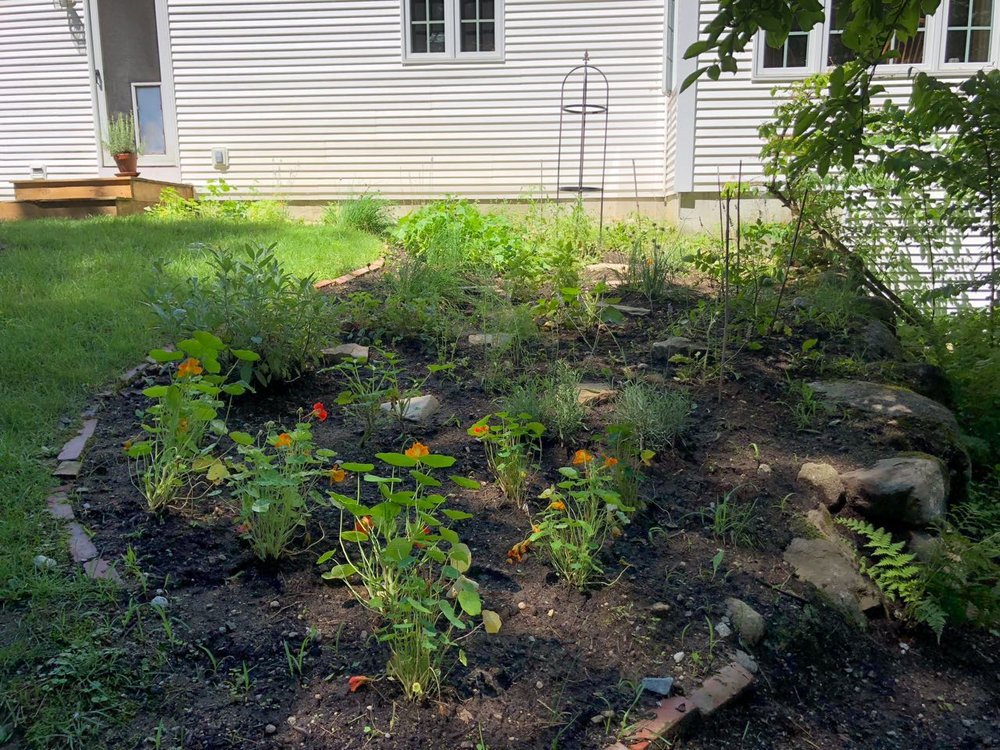    The herb garden consists of two kinds each of thyme, oregano and sage, plus chive, lavender, parsley, cilantro, basil, marigolds (pest prevention), nasturtium (edible blossoms), tomatoes, summer squash, zucchini, green beans and a few strawberry p