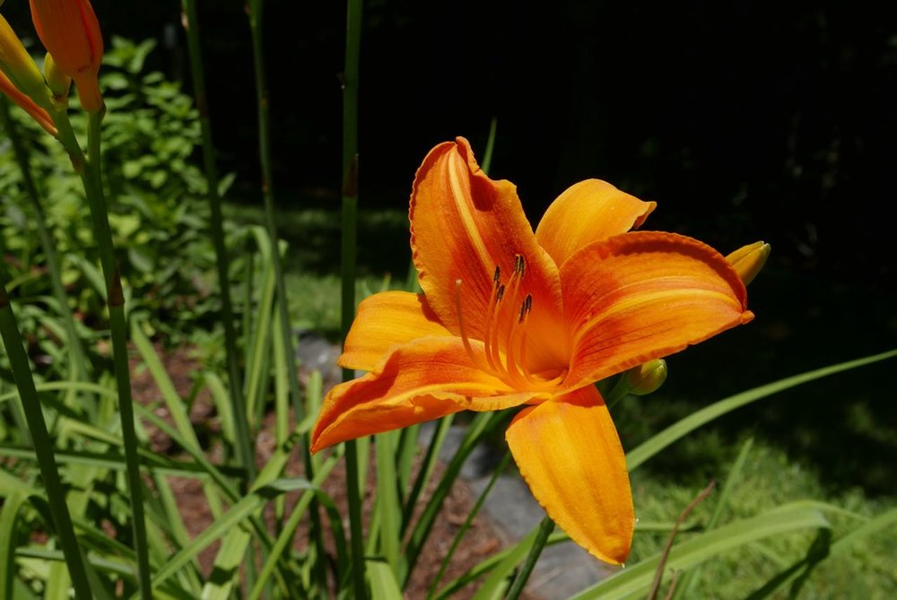    Daylilies line the driveway and make a spectacular show in July, assuming they are adequately deer-proofed! These also need a good cleaning-out of the dead blossoms. Consider this the “before’ picture!   