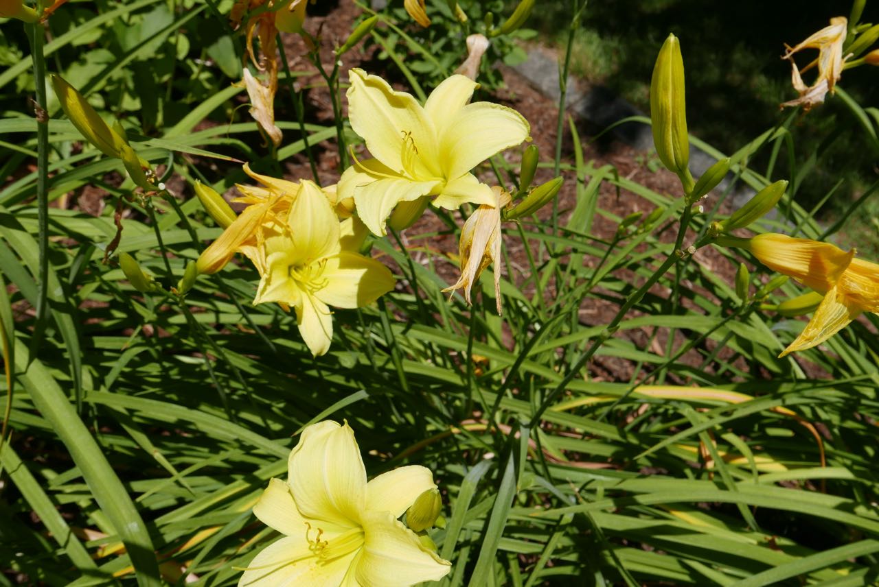    Daylilies line the driveway and make a spectacular show in July, assuming they are adequately deer-proofed! These also need a good cleaning-out of the dead blossoms. Consider this the “before’ picture!   