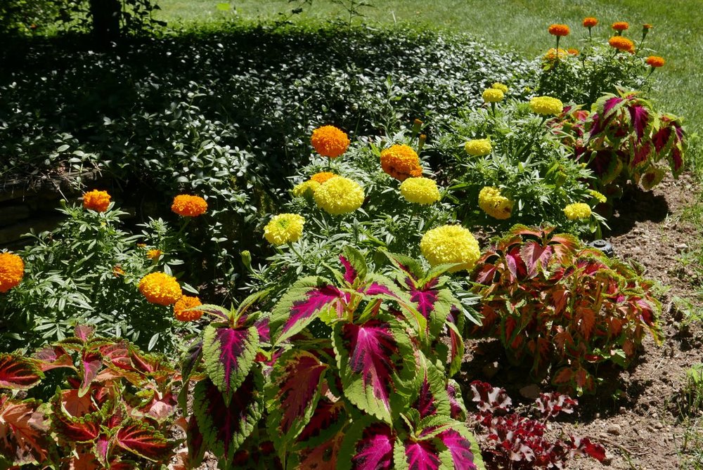 This annual bed was added this year and features marigold and coleus in the summer, tulips in the spring, and mums will be planted in the fall. Content will change every year.