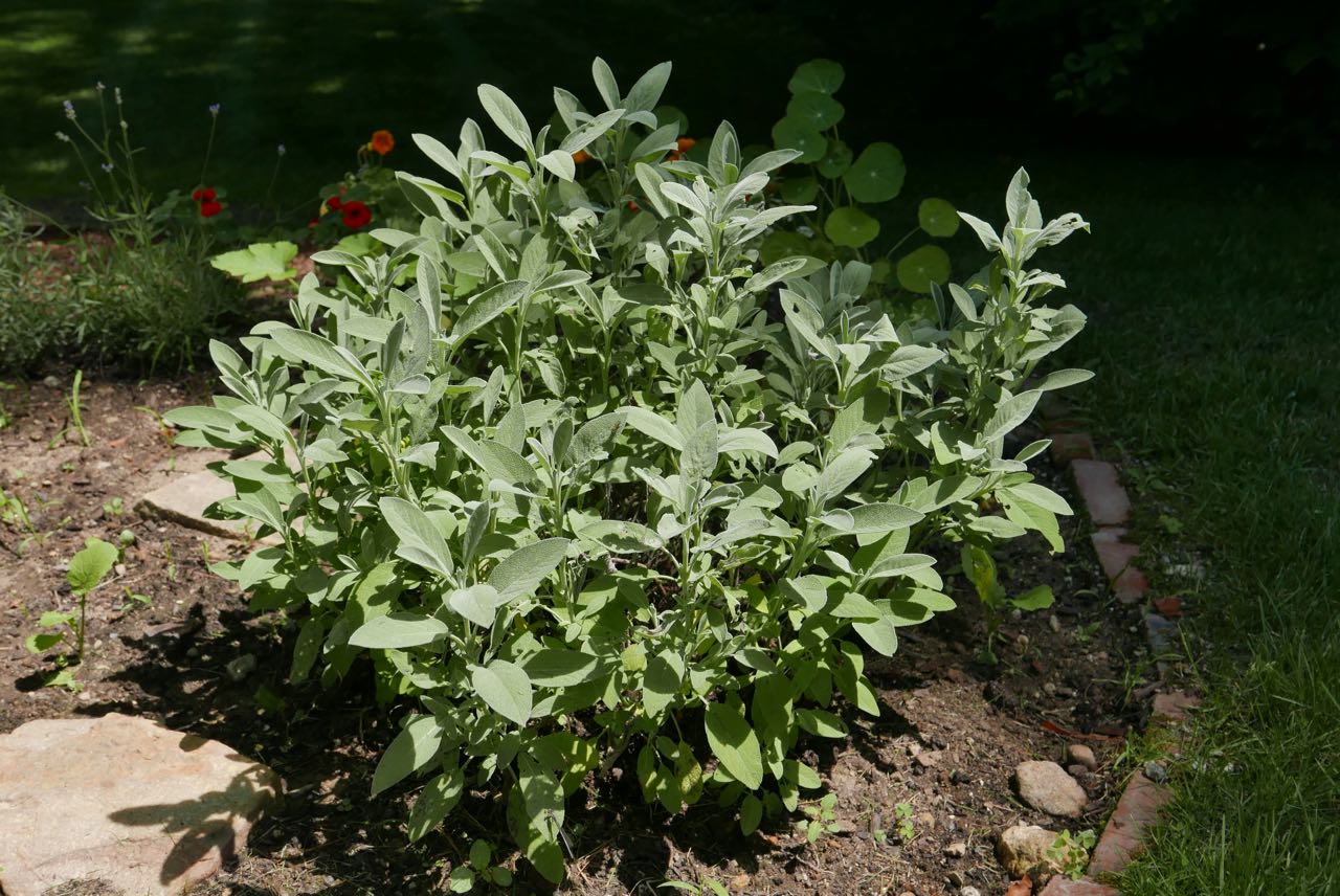 I love sage! It is hardy and comes back year after year. This plant is at least 10 years old.
