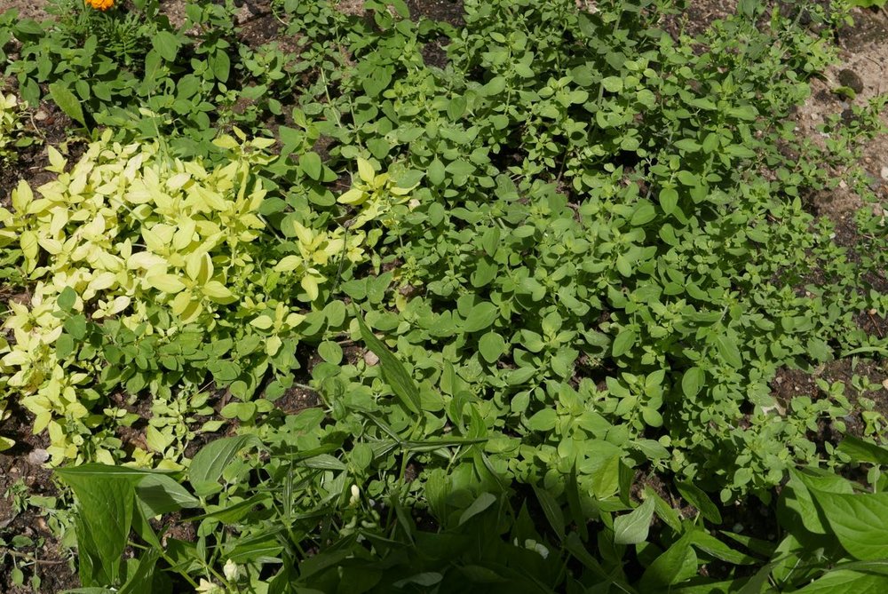 Here we have two types of oregano. These, too comes back every year and I have been knows to sweep the snow off of it and harvest what lies beneath.
