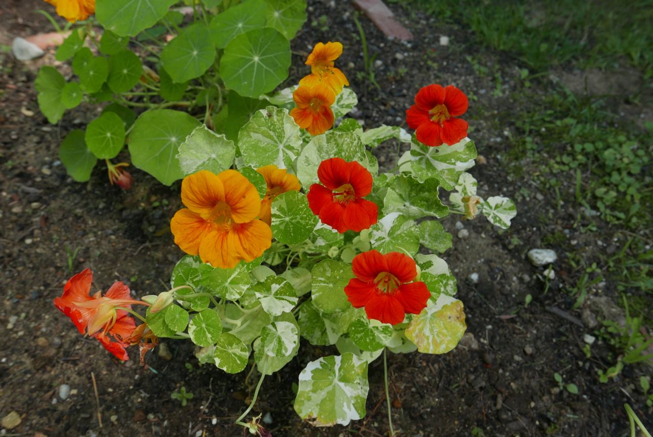 Nasturtiums are not only beautiful but the blossoms are edible. Great in salads or for a garnish. This variegated one is especially nice!