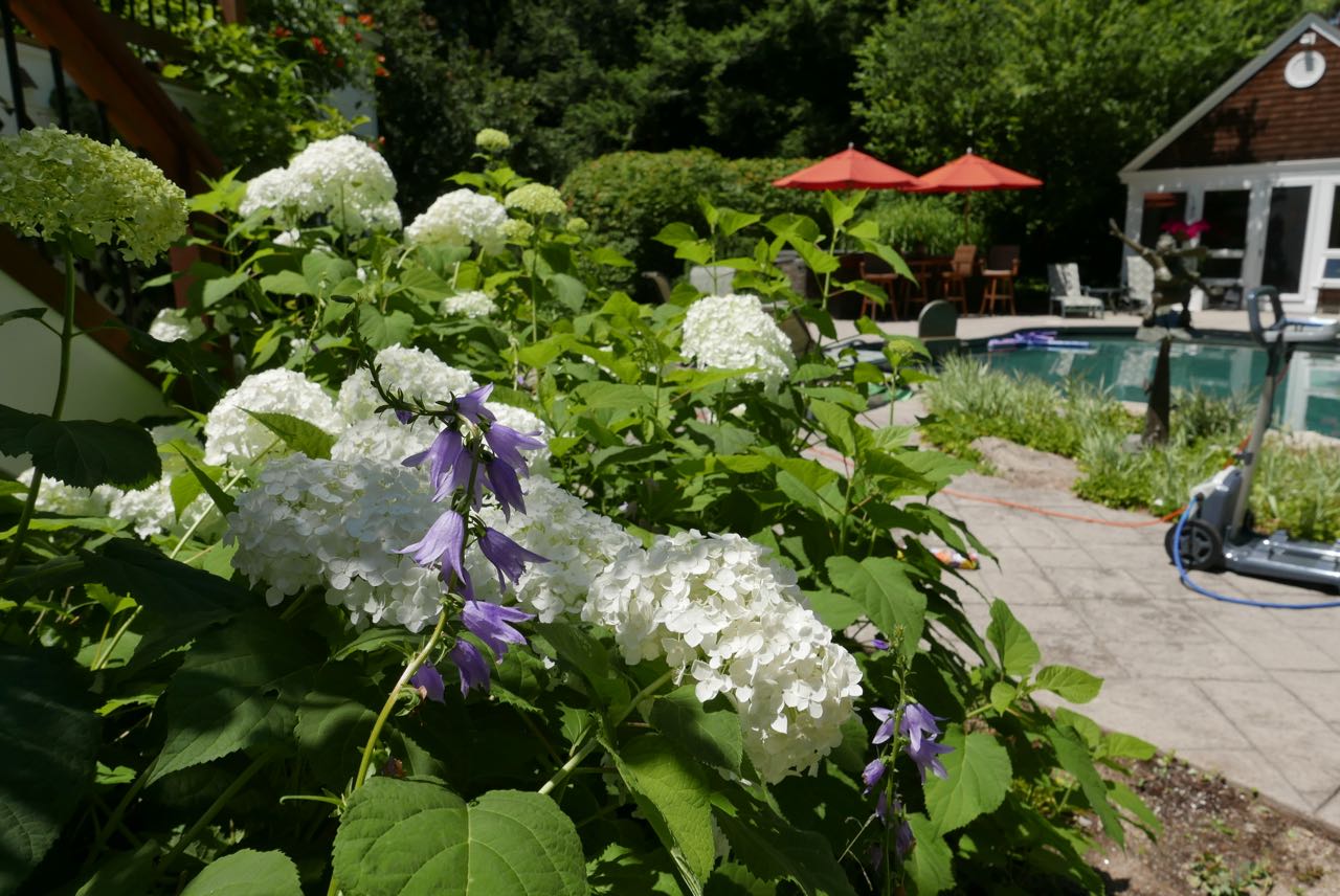 Wildflowers peek up through the hydrangea. My general rule is that if it blossoms, it gets to stay!