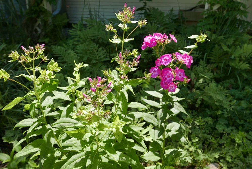 The phlox are just starting to bloom. They are in a darker spot, so it has taken them a long time to establish. But they have. Three different colors.