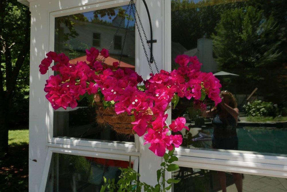 Every year I pick up hanging bougainvillea from another local nursery. My favorite color is coral, but I have done pale yellow and these beautiful fuscia-colored ones!