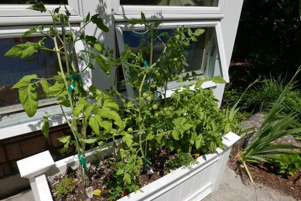 Because the cabana is south-facing, it is my best shot to harvest a tomato. I go for established organic plants from a local farm, but I have started them from seed as well.