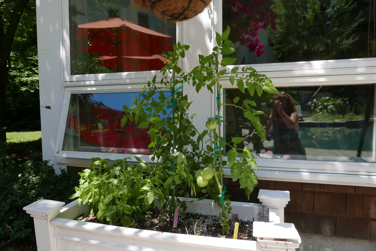 Good companion plants for the tomatoes are basil and marigold. I have added jalapeño peppers and tuscan kale, but the more room the plants have, the better. Overcrowding is not optimal.