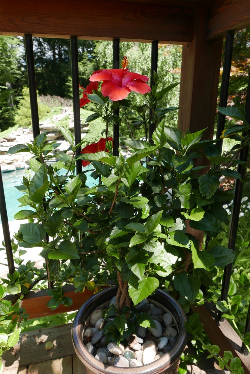 This hibiscus is at least seven years old. Given to me by Bob, it, too, manages to survive year to year, loving the summer weather and maybe giving me a bloom or two during the winter months.