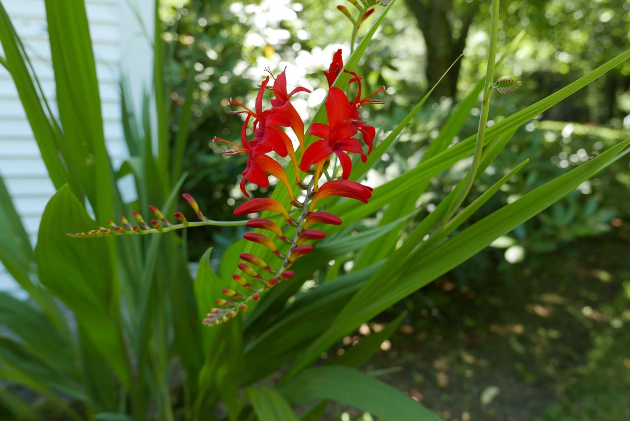 This beautiful crocosmia plant was a new addition last year and seems pretty happy in this shady spot.