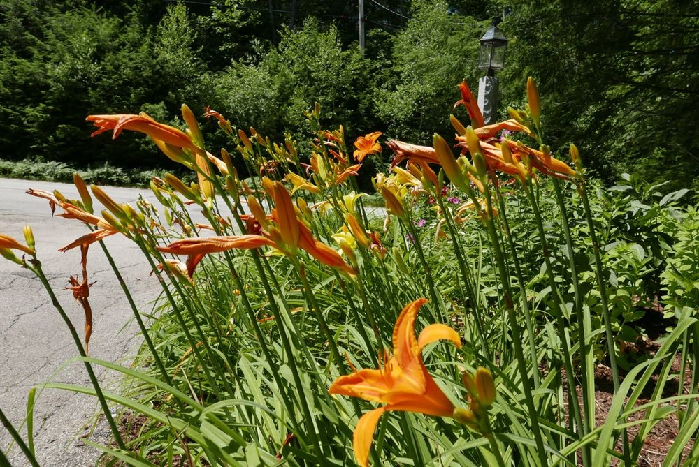    Daylilies line the driveway and make a spectacular show in July, assuming they are adequately deer-proofed!  These also need a good cleaning-out of the dead blossoms.  Consider this the “before’ picture!   