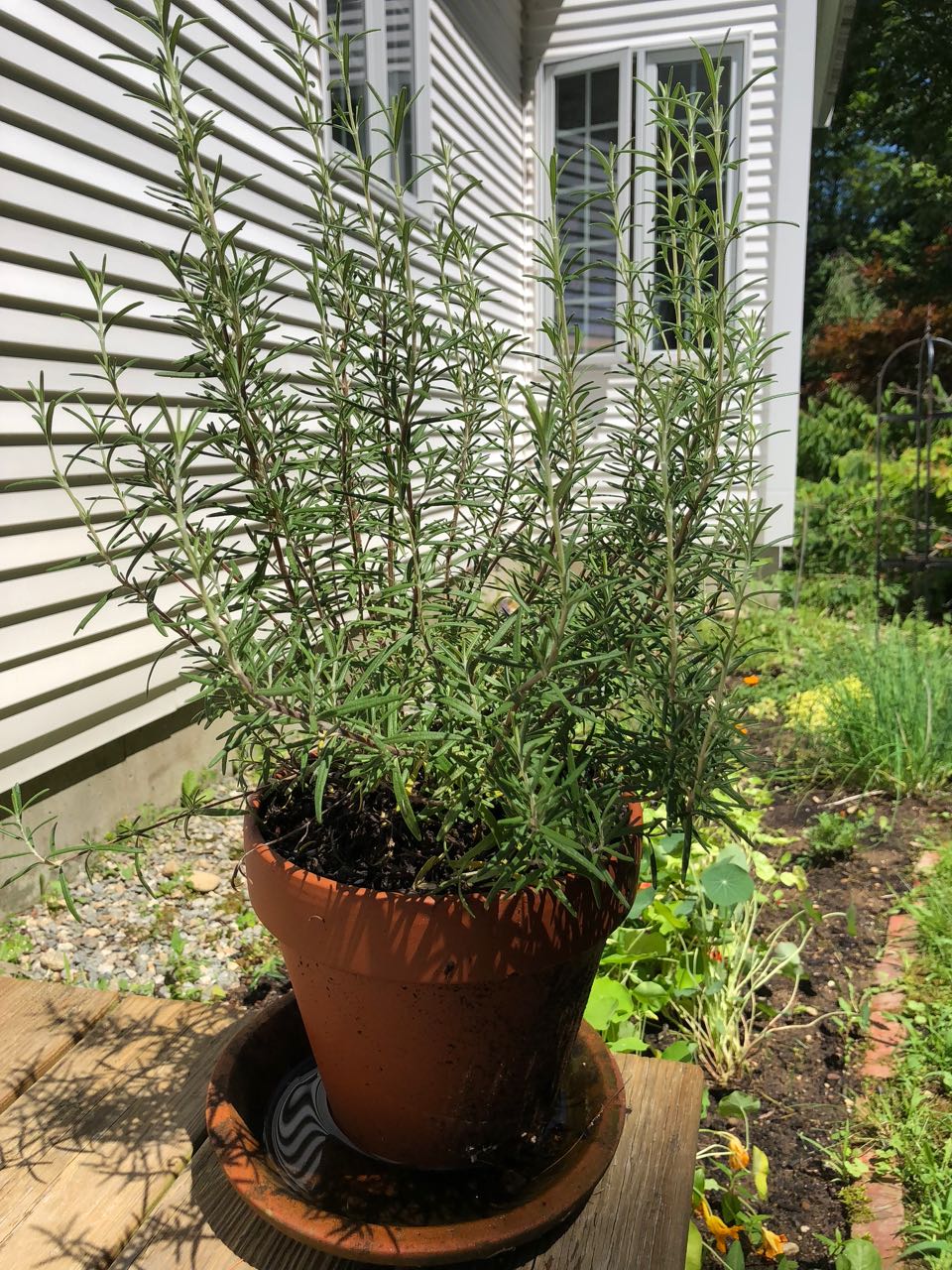 Since rosemary does not winter over, this one is in a pot. It will come in before the first frost and probably become a topiary of some shape. I have scissors and am not afraid to use them!