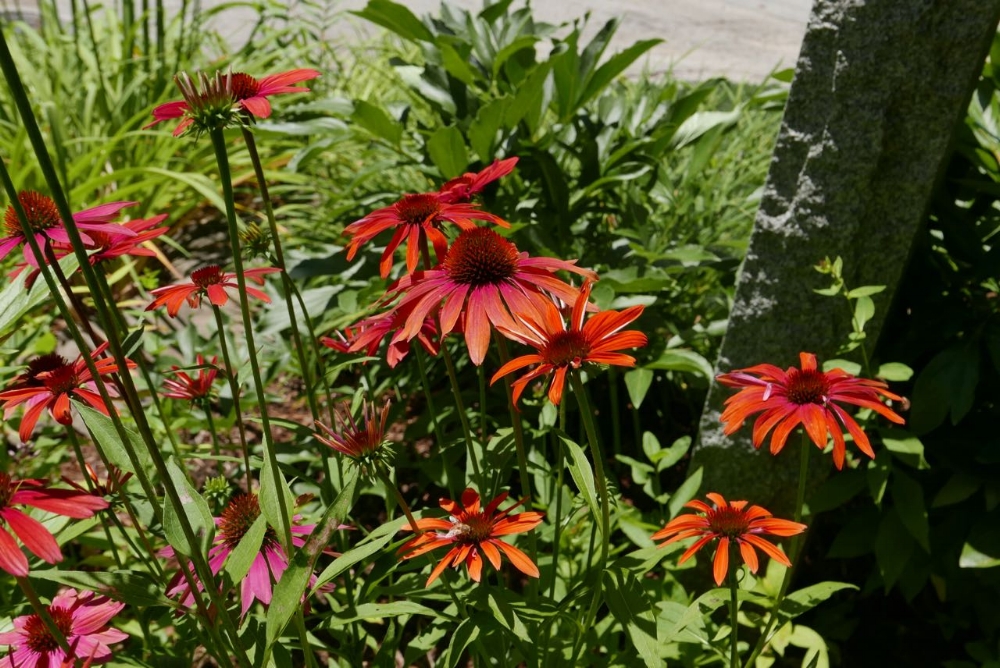 Coneflowers of various colors dot the entryway garden.