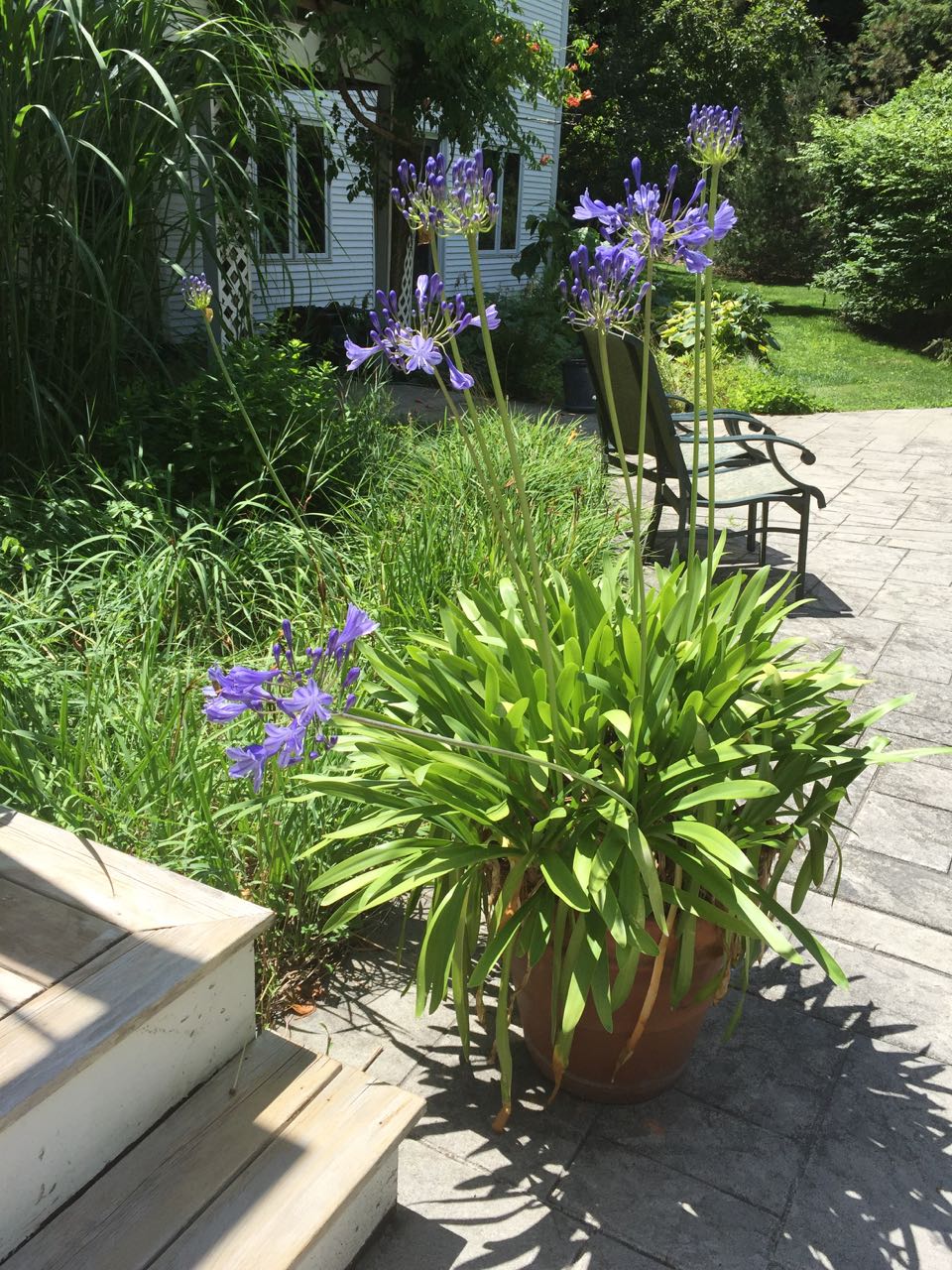 I bought this agapanthus in a 5-gallon bucket at least 10 years ago! It is now split into two large terra-cotta pots, and will probably have to be divided again this winter.