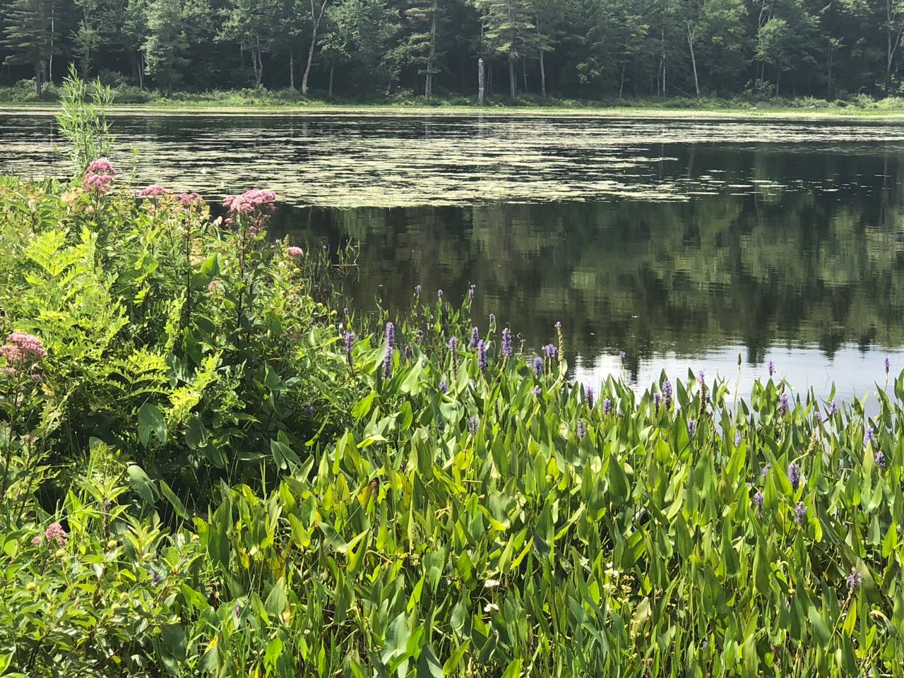 A perfect summer Sunday! &nbsp;Blue skies, warm weather, a light breeze and nature abound at Lake MacDowell, Peterborough, NH.