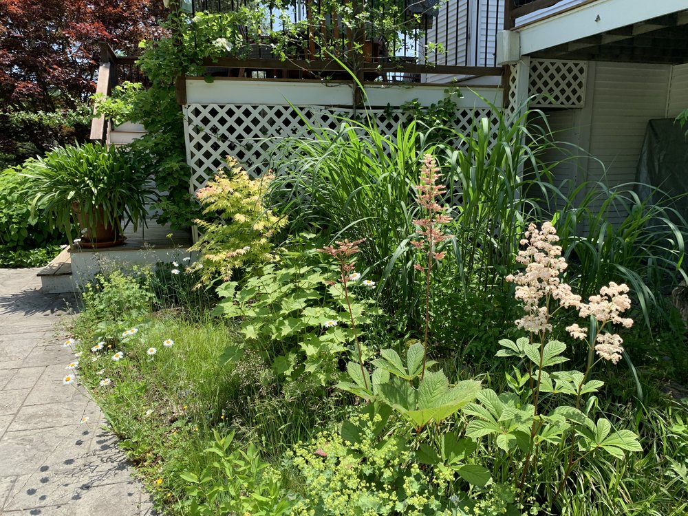 Late spring garden around the pool.   So much going on here I can’t even explain it.