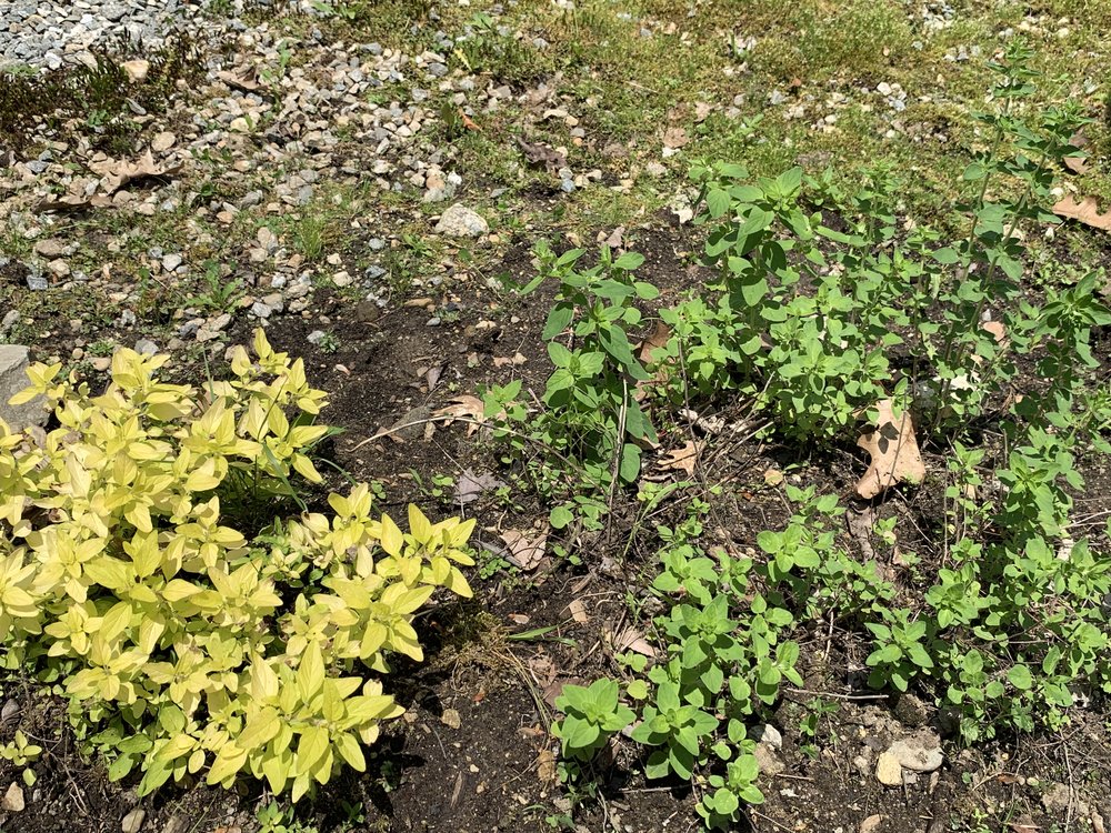 My sparse herb garden is calling for basil, parsley, cilantro and maybe some marigolds to keep the bugs away.  But please enjoy the chive, thyme, sage and oregano.