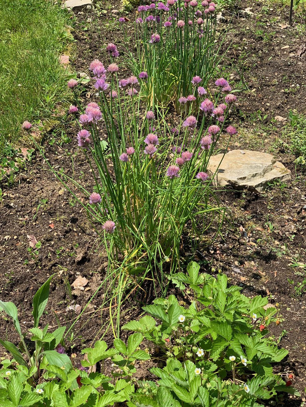 My sparse herb garden is calling for basil, parsley, cilantro and maybe some marigolds to keep the bugs away.  But please enjoy the chive, thyme, sage and oregano.