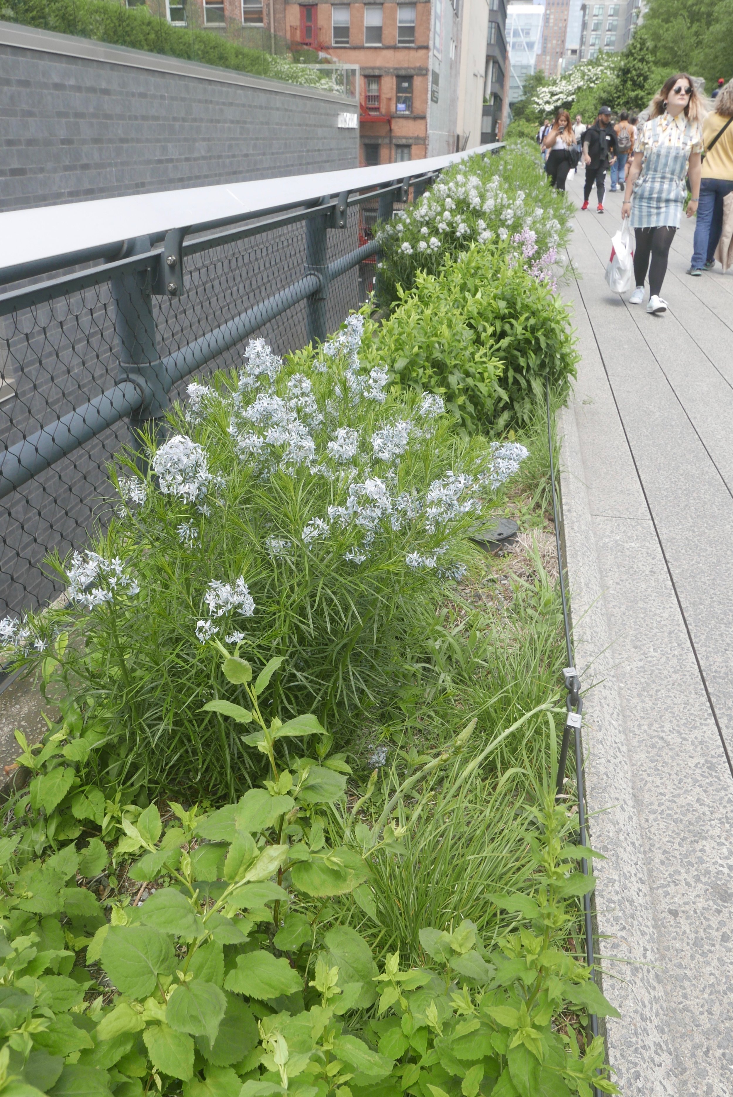 High Line NYC New York City flowers