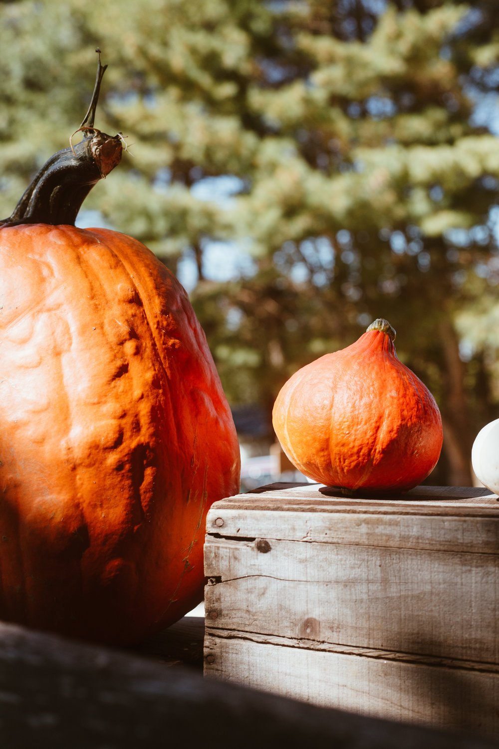 Rosaly's Farm Stand